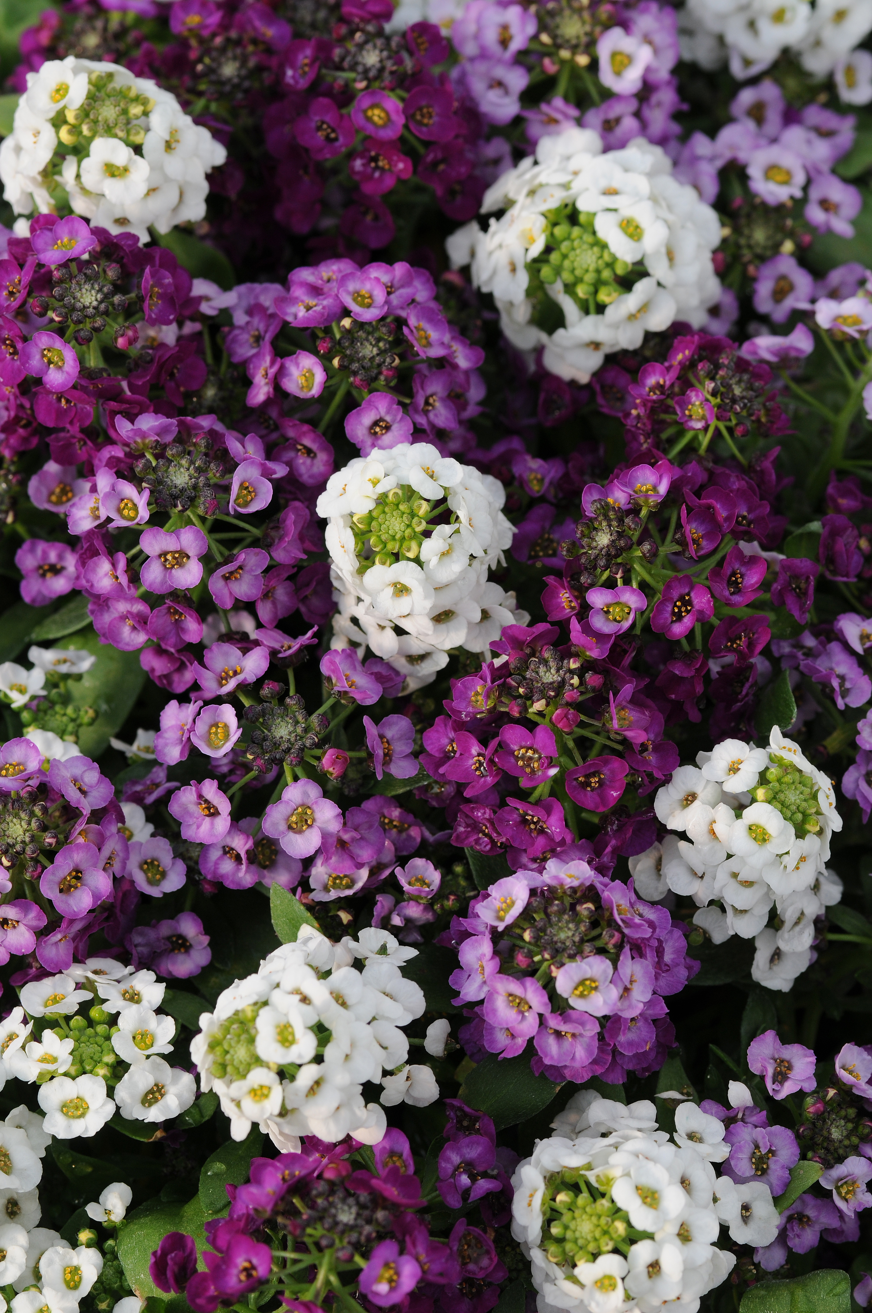 Alyssum Clear Crystal Mix