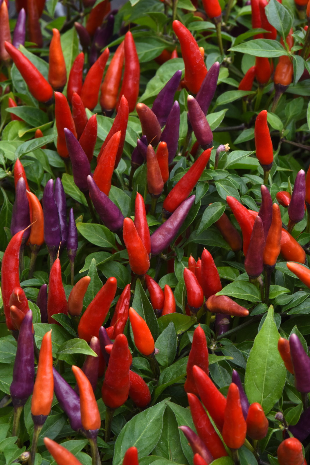 Ornamental Pepper Sangria
