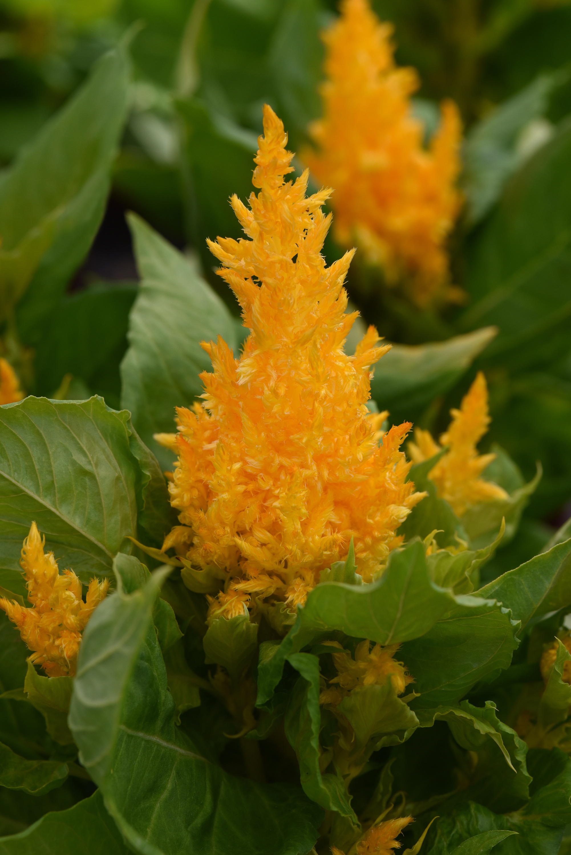 Celosia First Flame Yellow