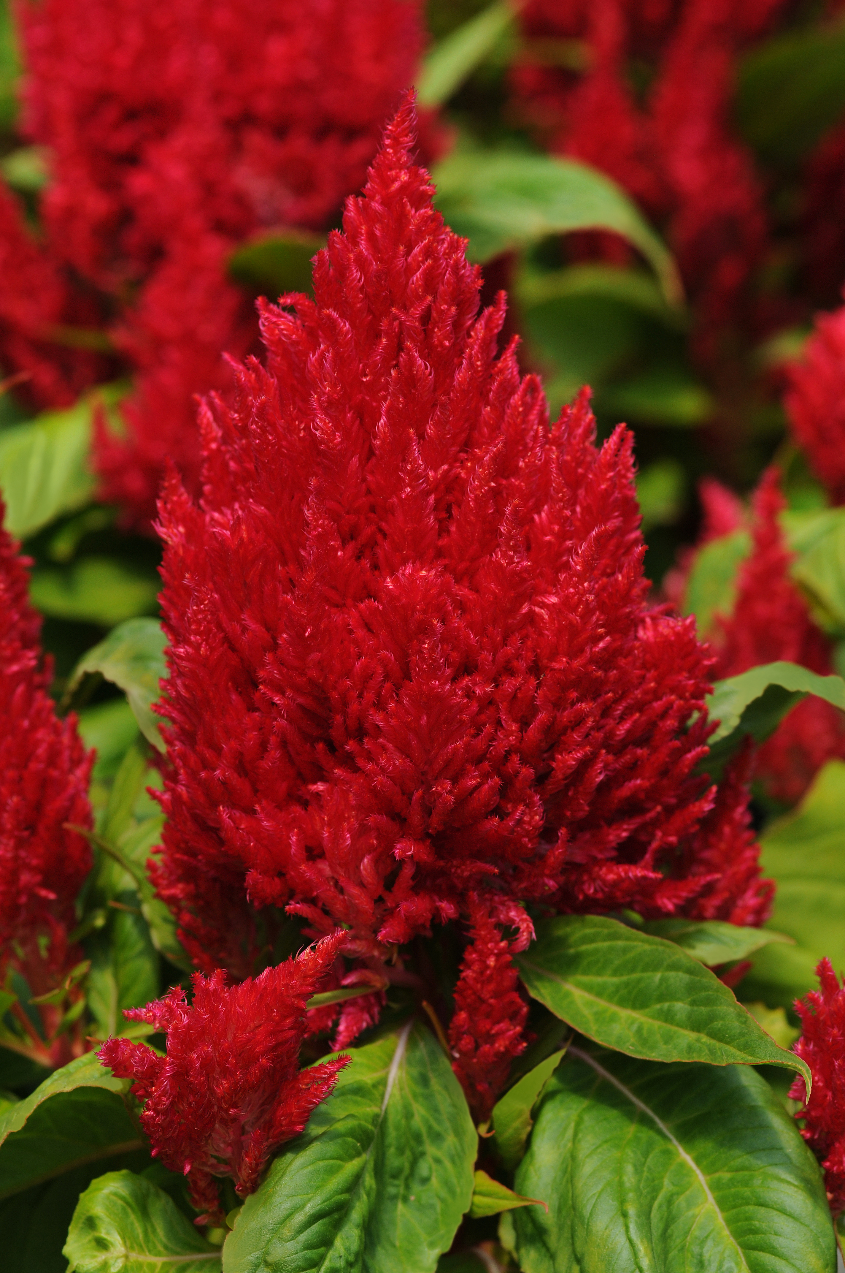 Celosia First Flame Red