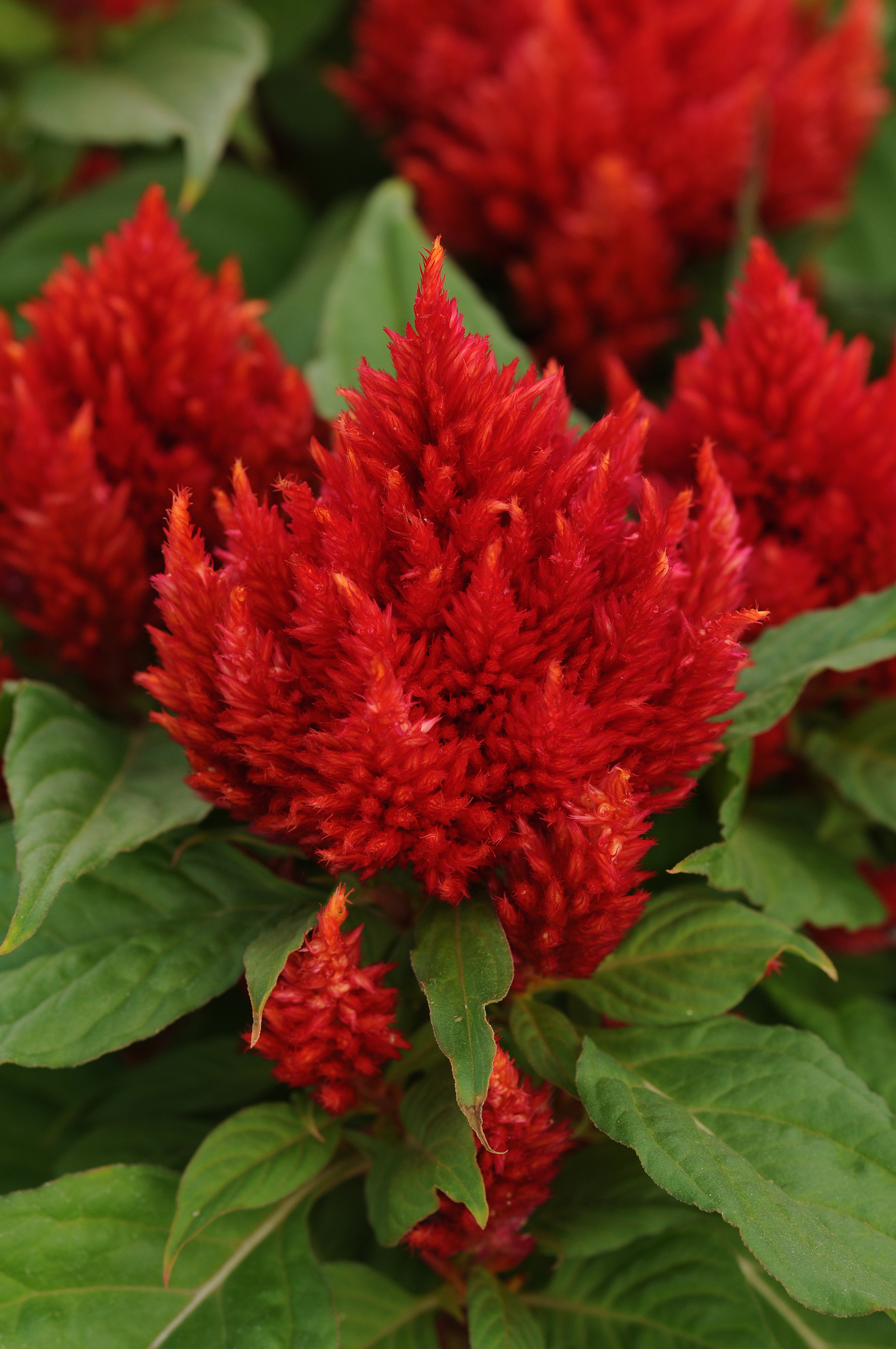 Celosia Arrabona Red