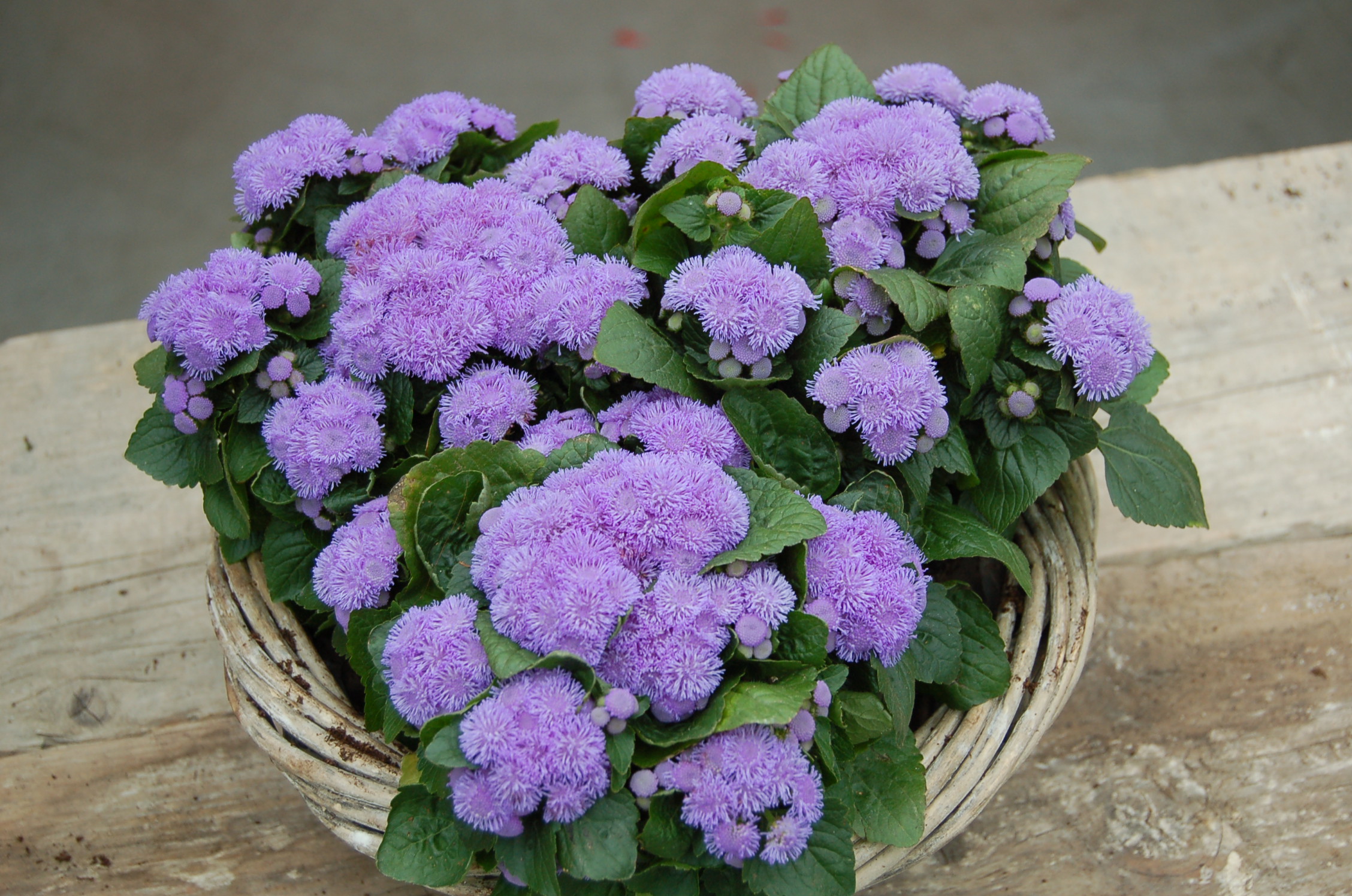 Ageratum Aloha Blue