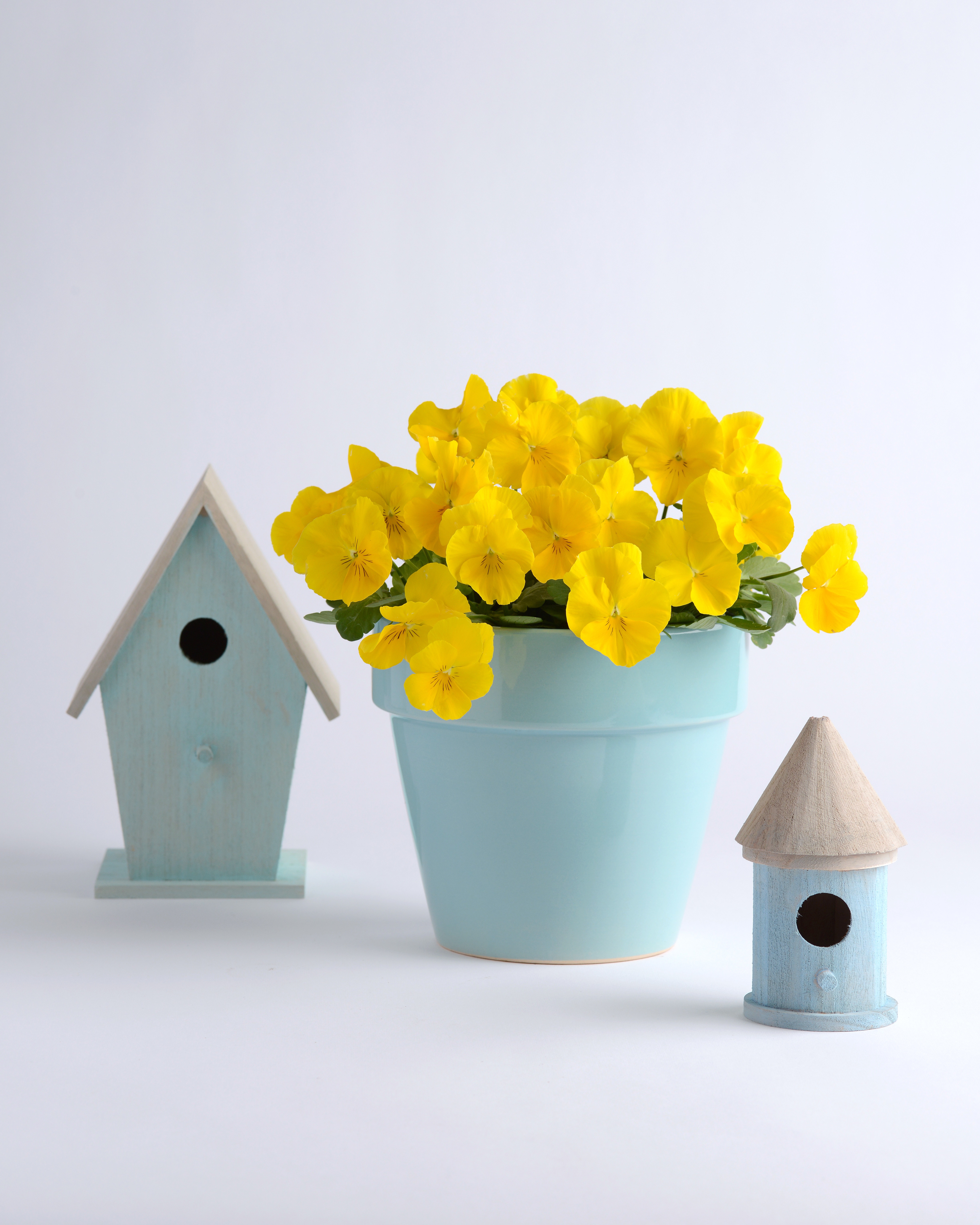 Pansy Golden Yellow
