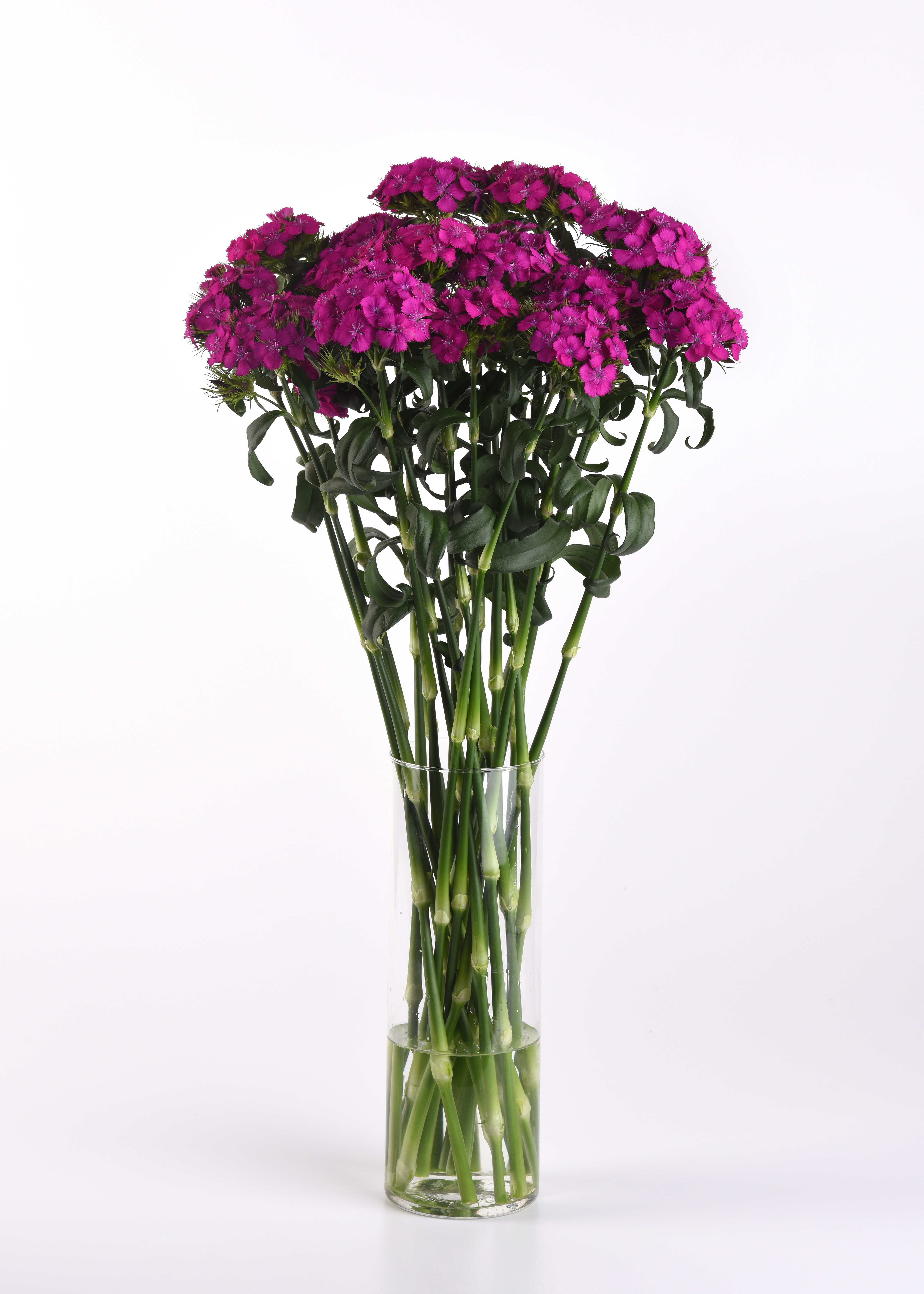 Dianthus Sweet Neon Purple