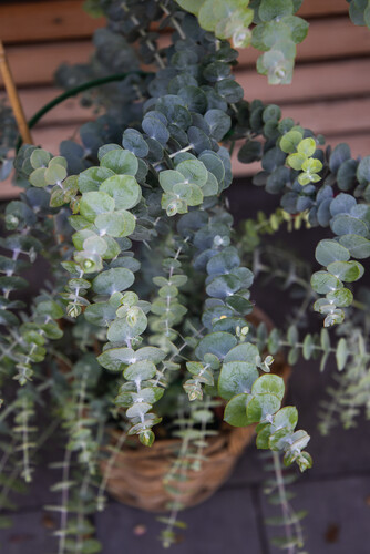 Eucalyptus Baby Blue Bouquet