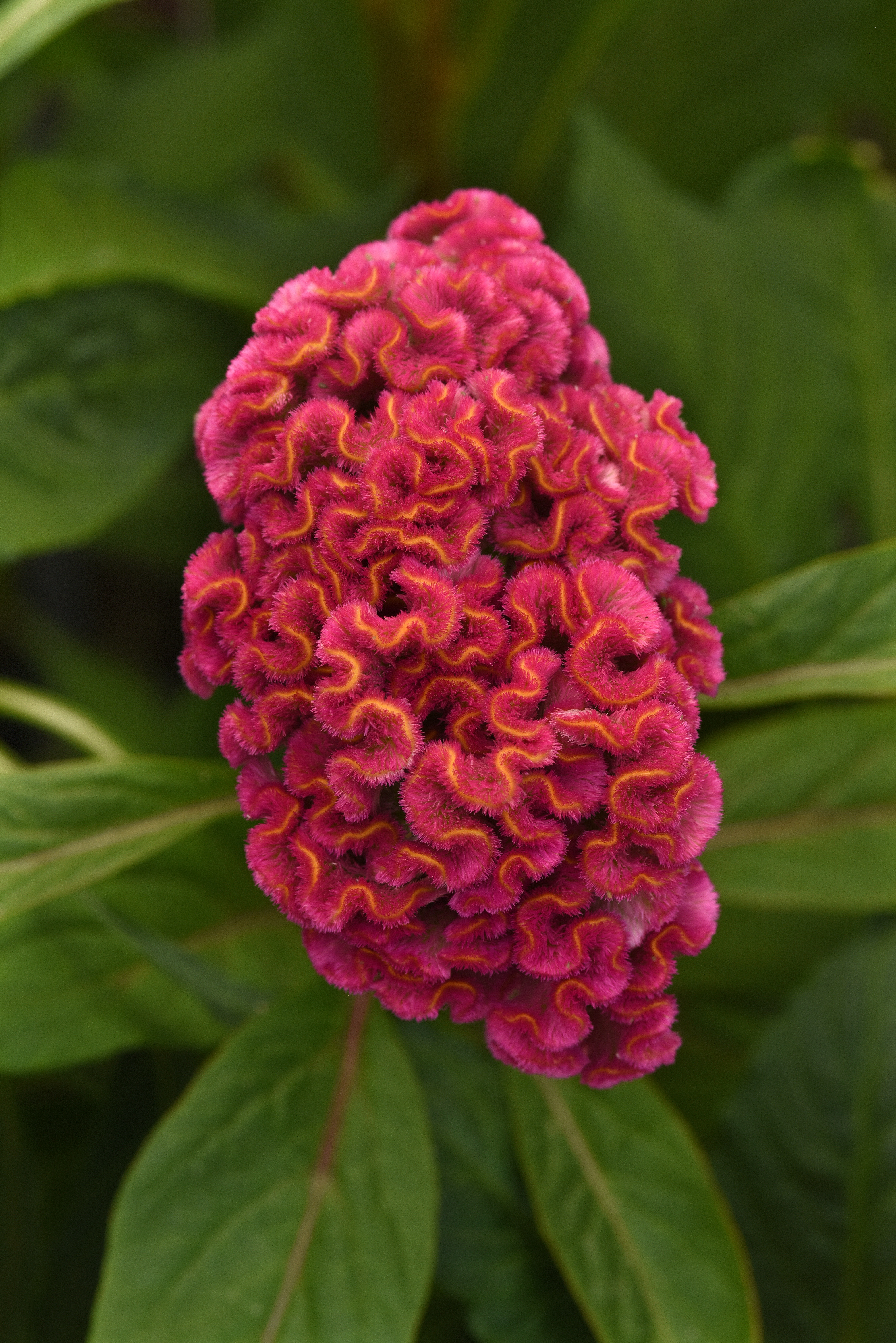 Celosia Neo Pink