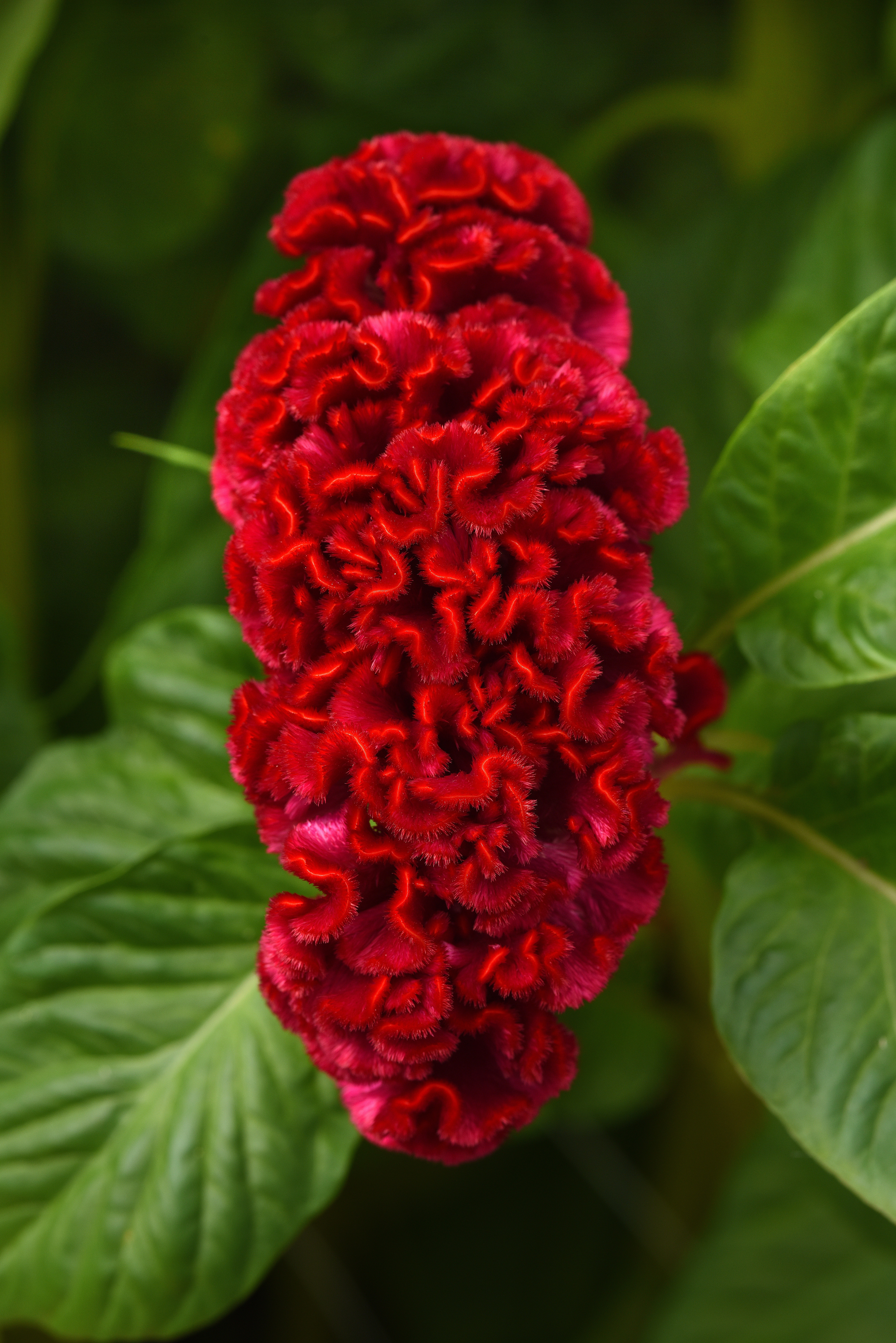 Celosia Neo Red