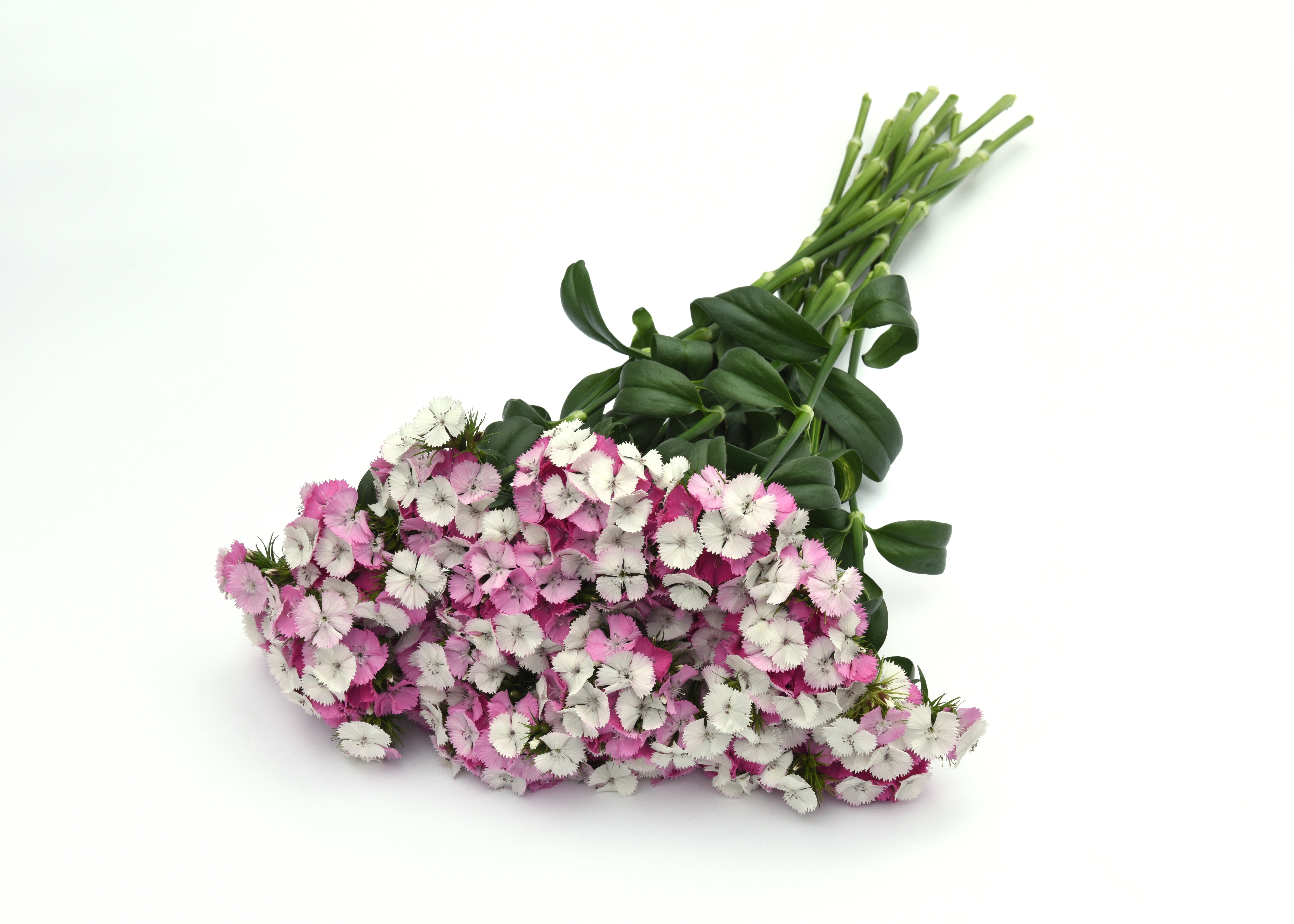 Dianthus Sweet Pink