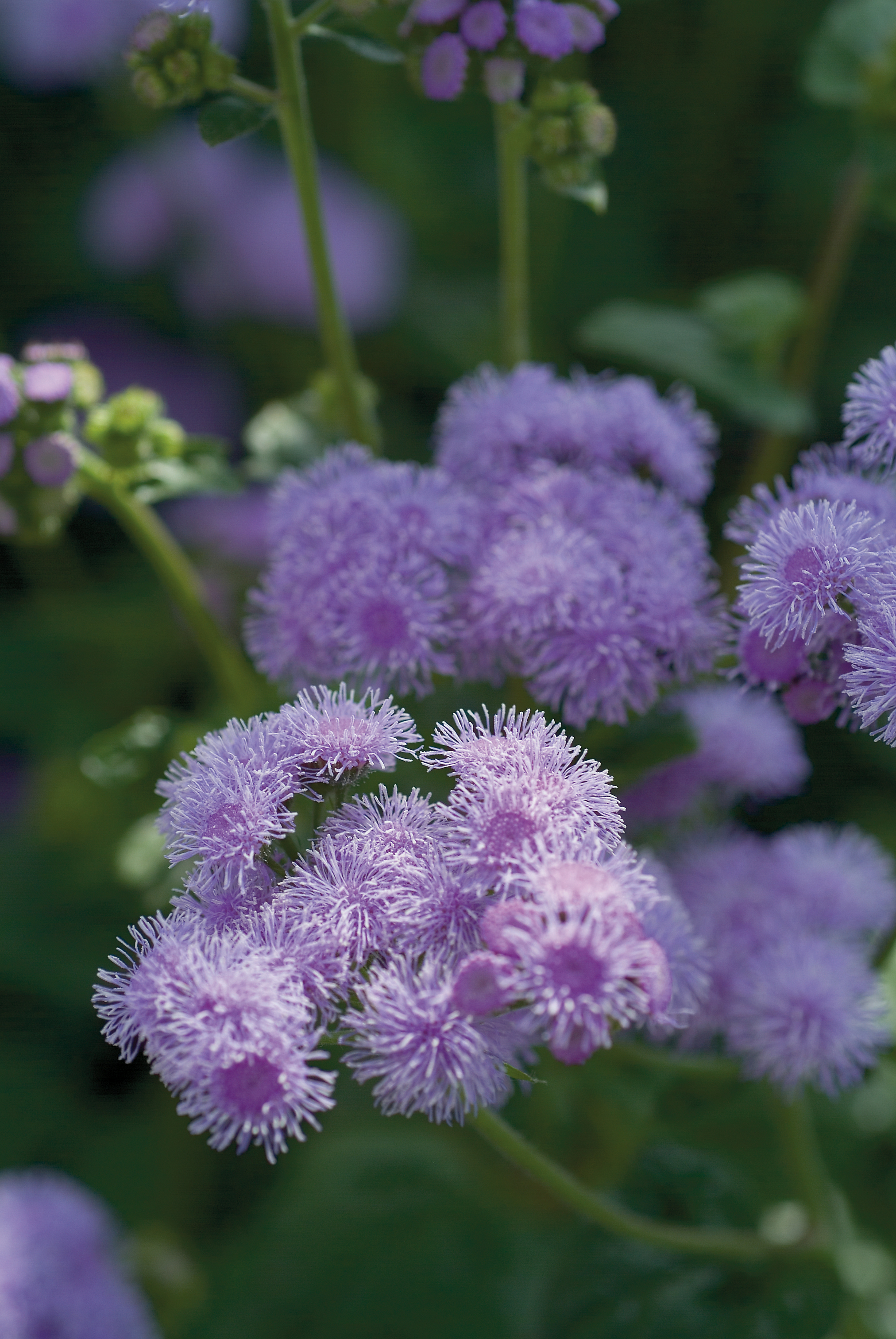 Ageratum Blue Horizons