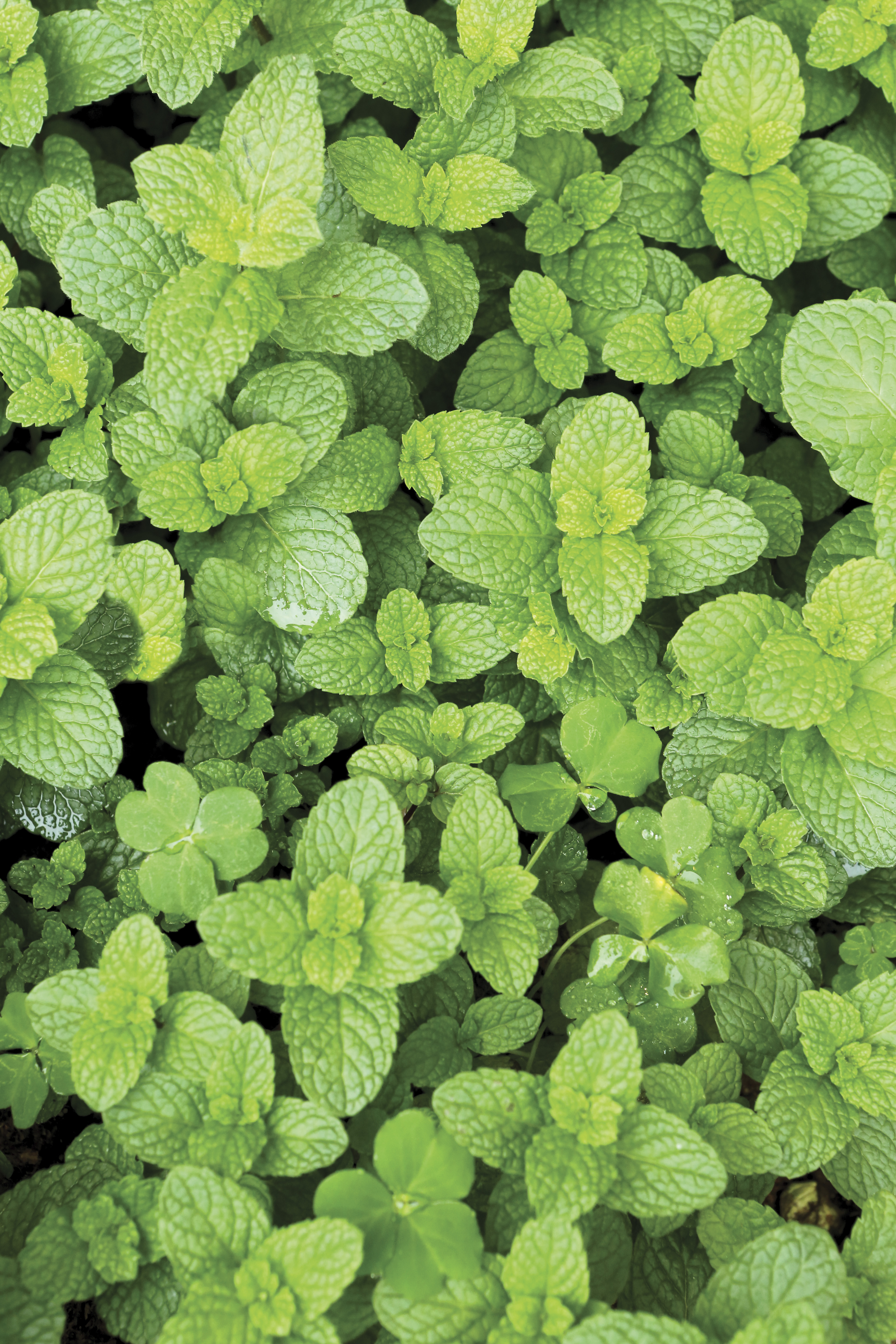 Mint Strawberry