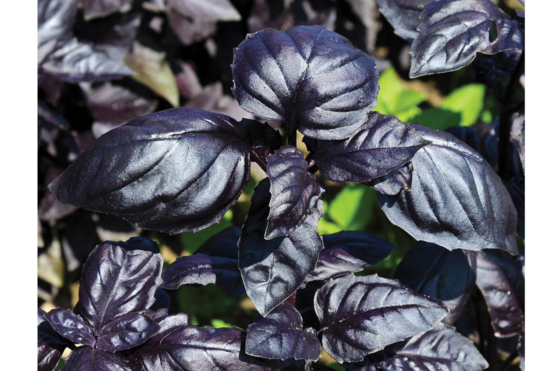 Basil Amethyst