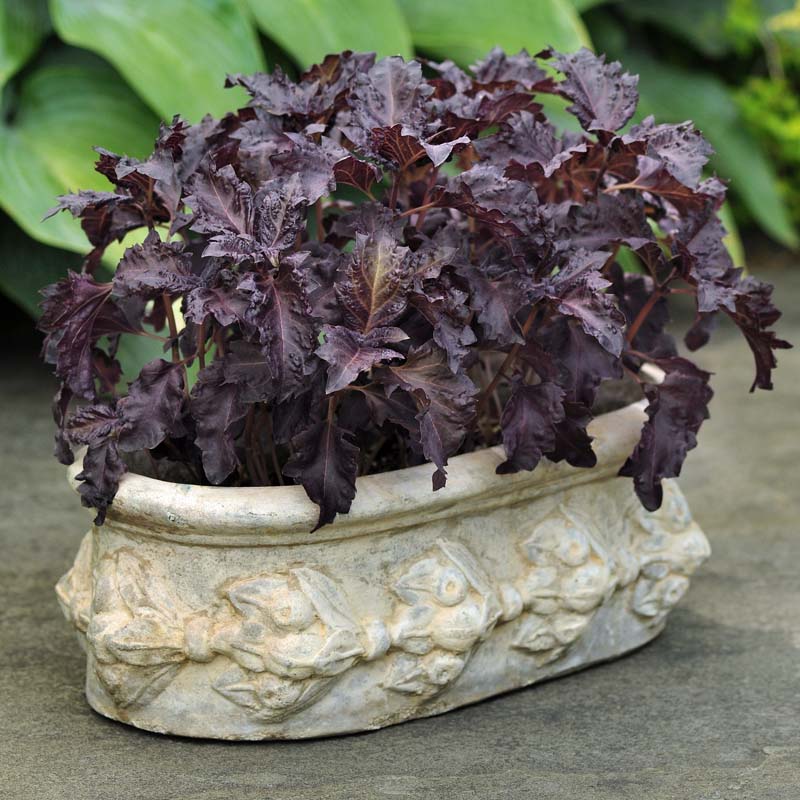 Basil Ornamental Purple Ruffles