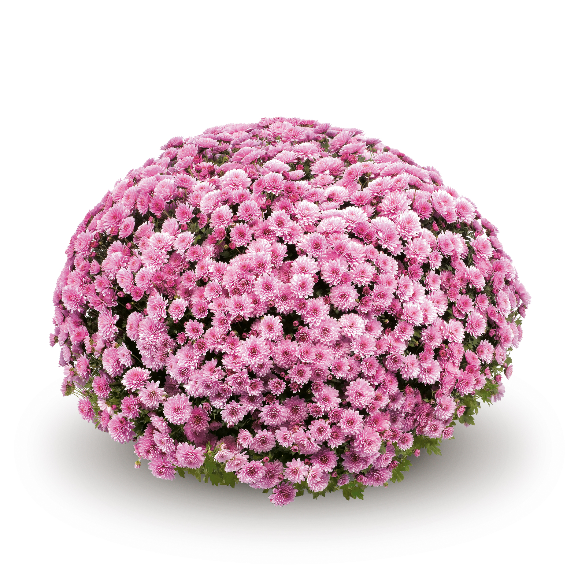 Garden Mum Jasoda Pink