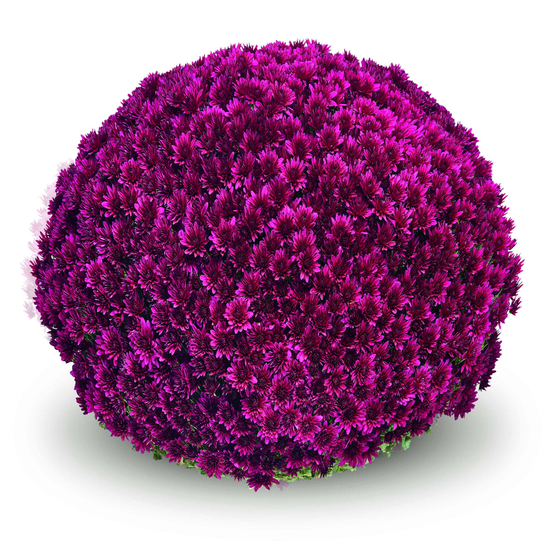 Garden Mum Aduro Purple