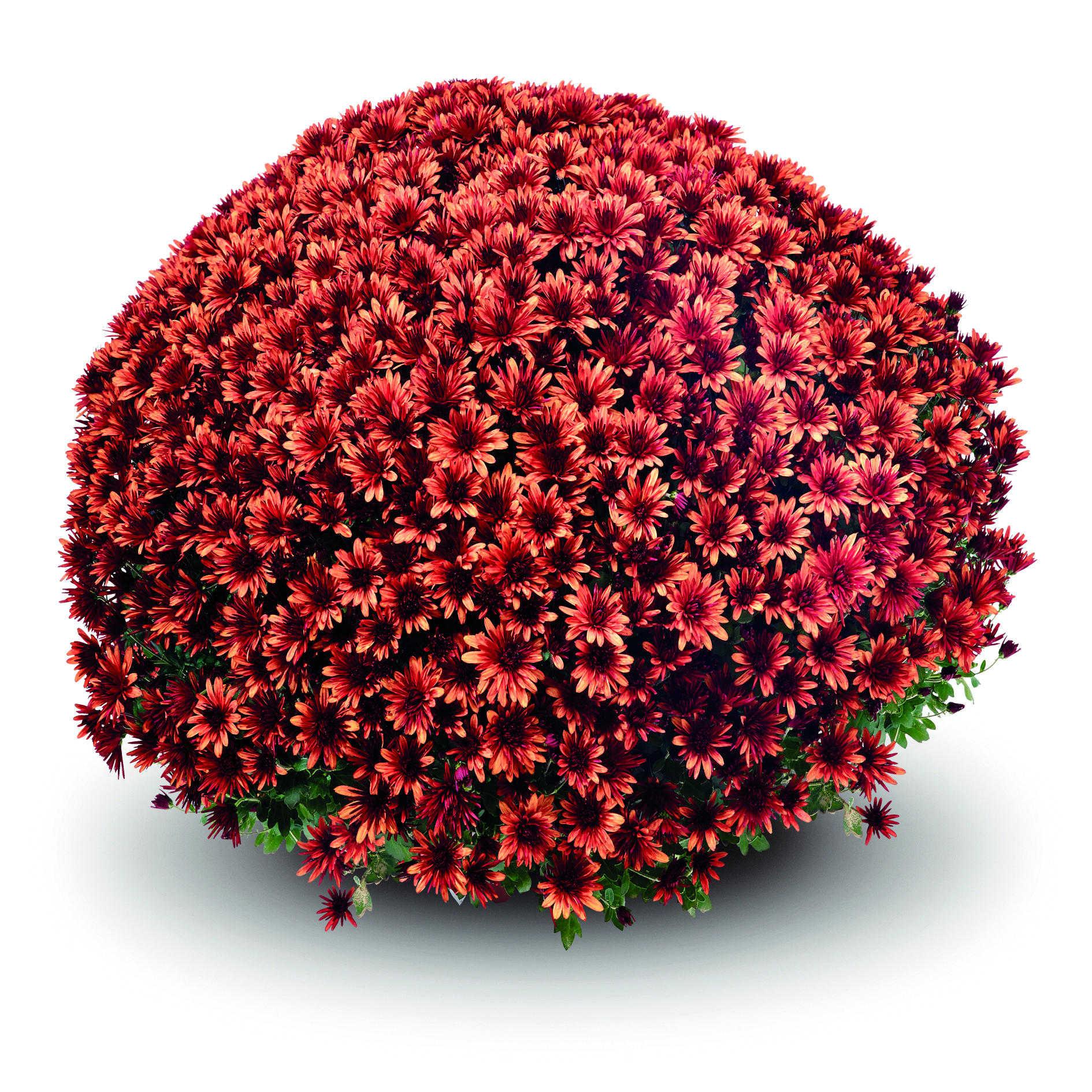 Garden Mum Aduro Orange