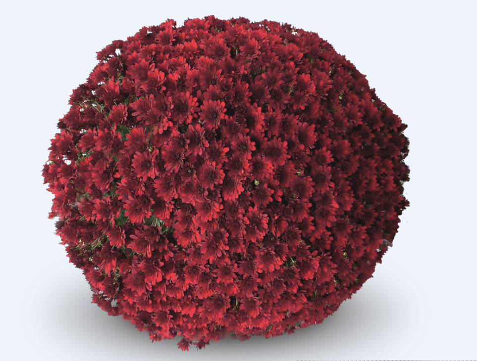 Garden Mum Como Red