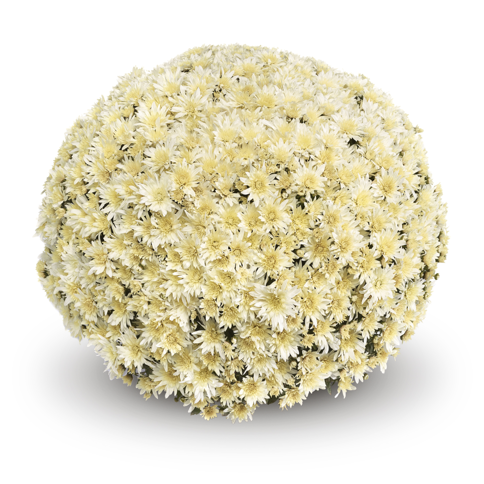 Garden Mum Arluno White