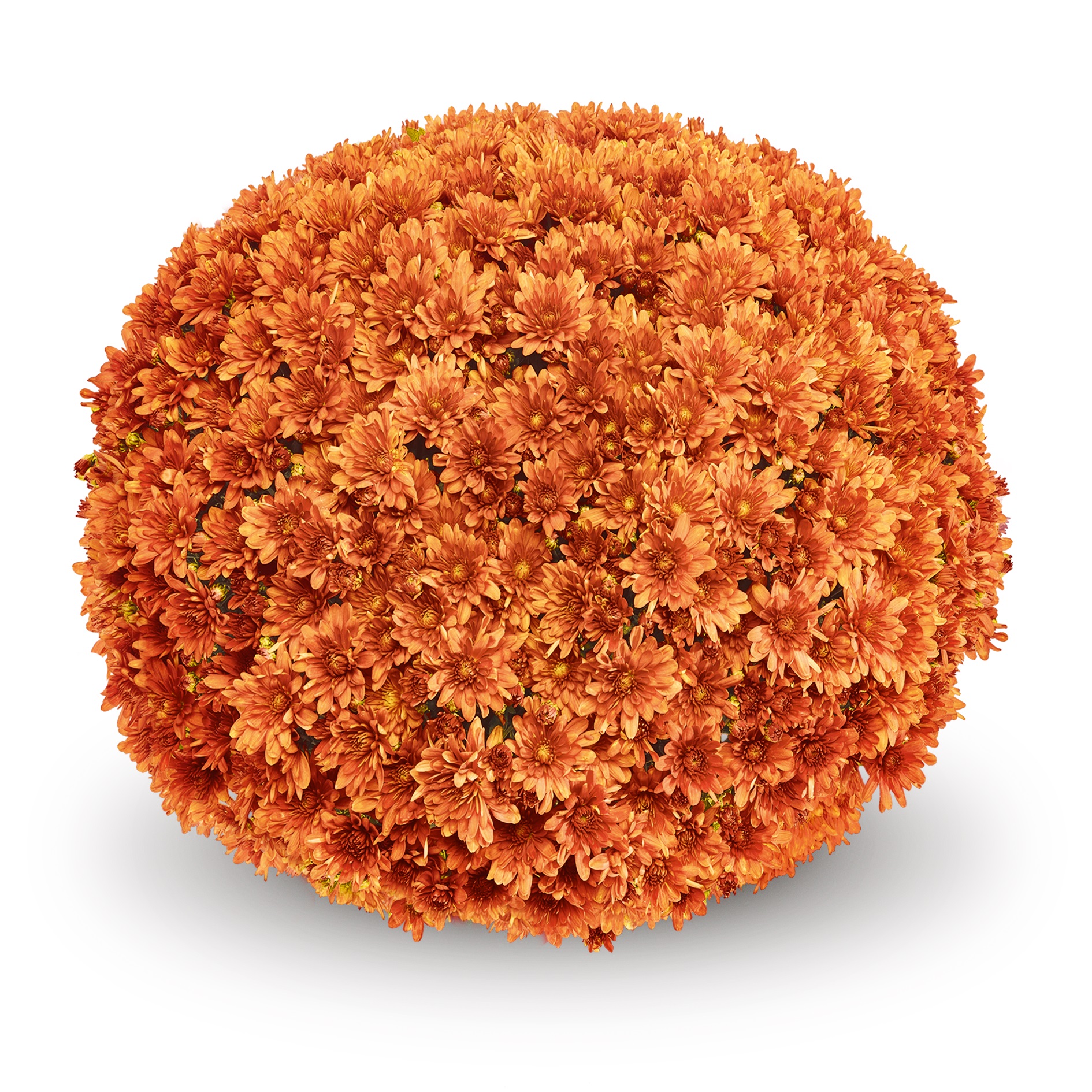 Garden Mum Arluno Orange