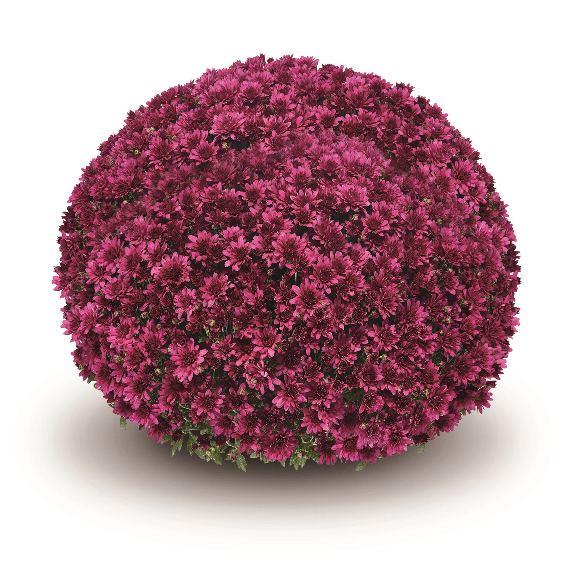 Garden Mum Arluno Purple
