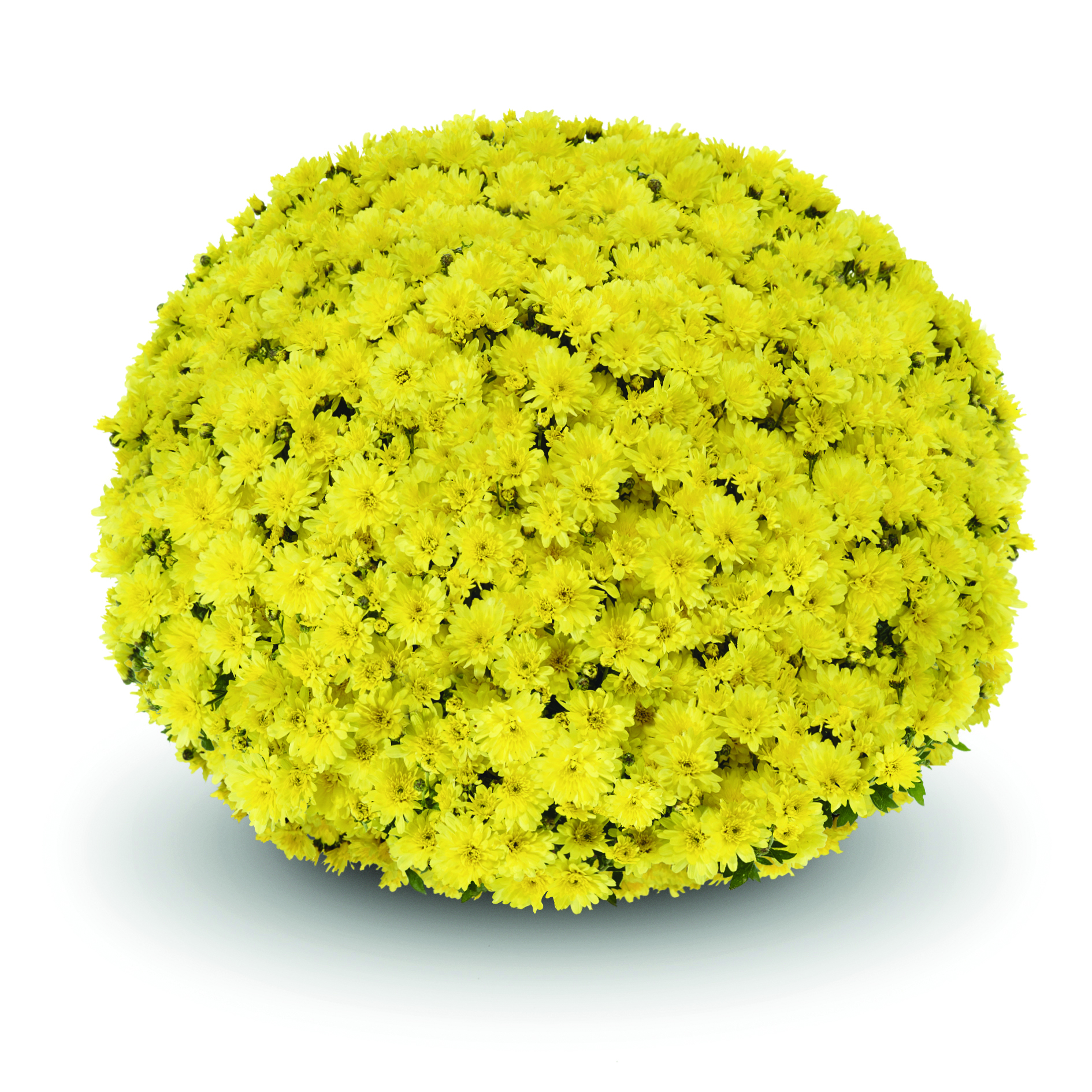 Garden Mum Arluno Yellow
