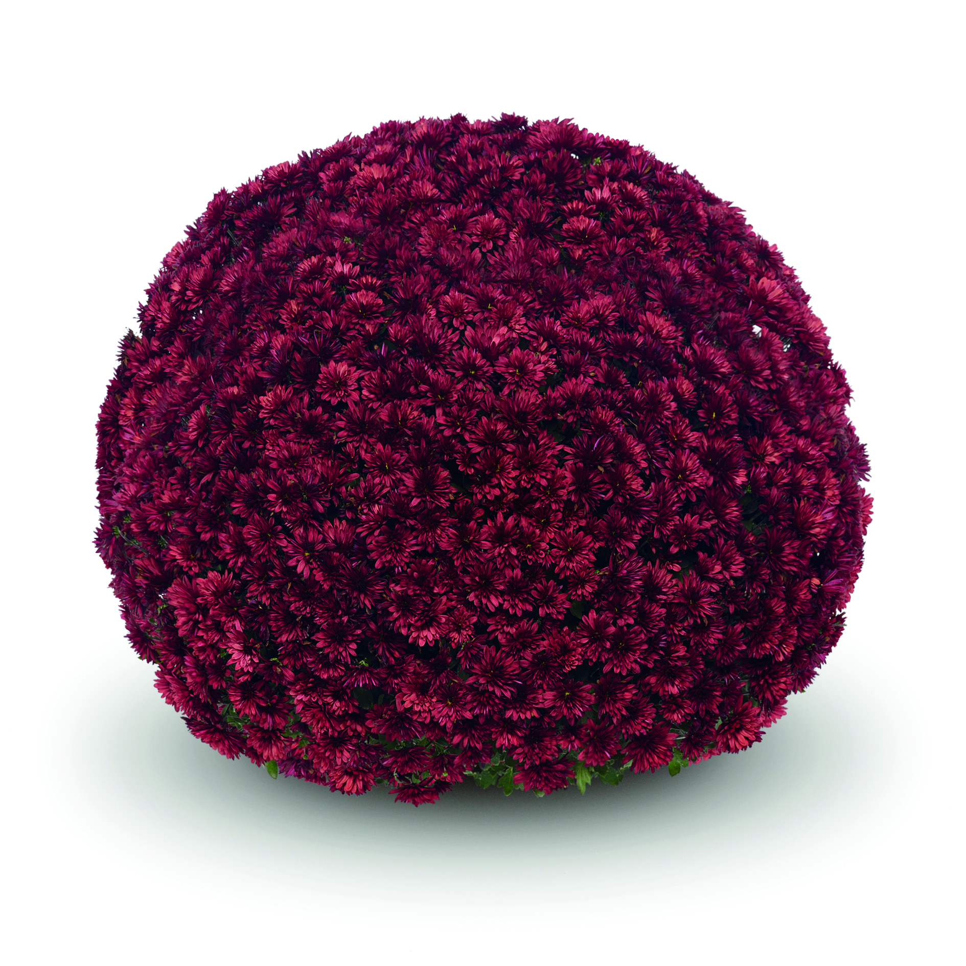 Garden Mum Aduro Red