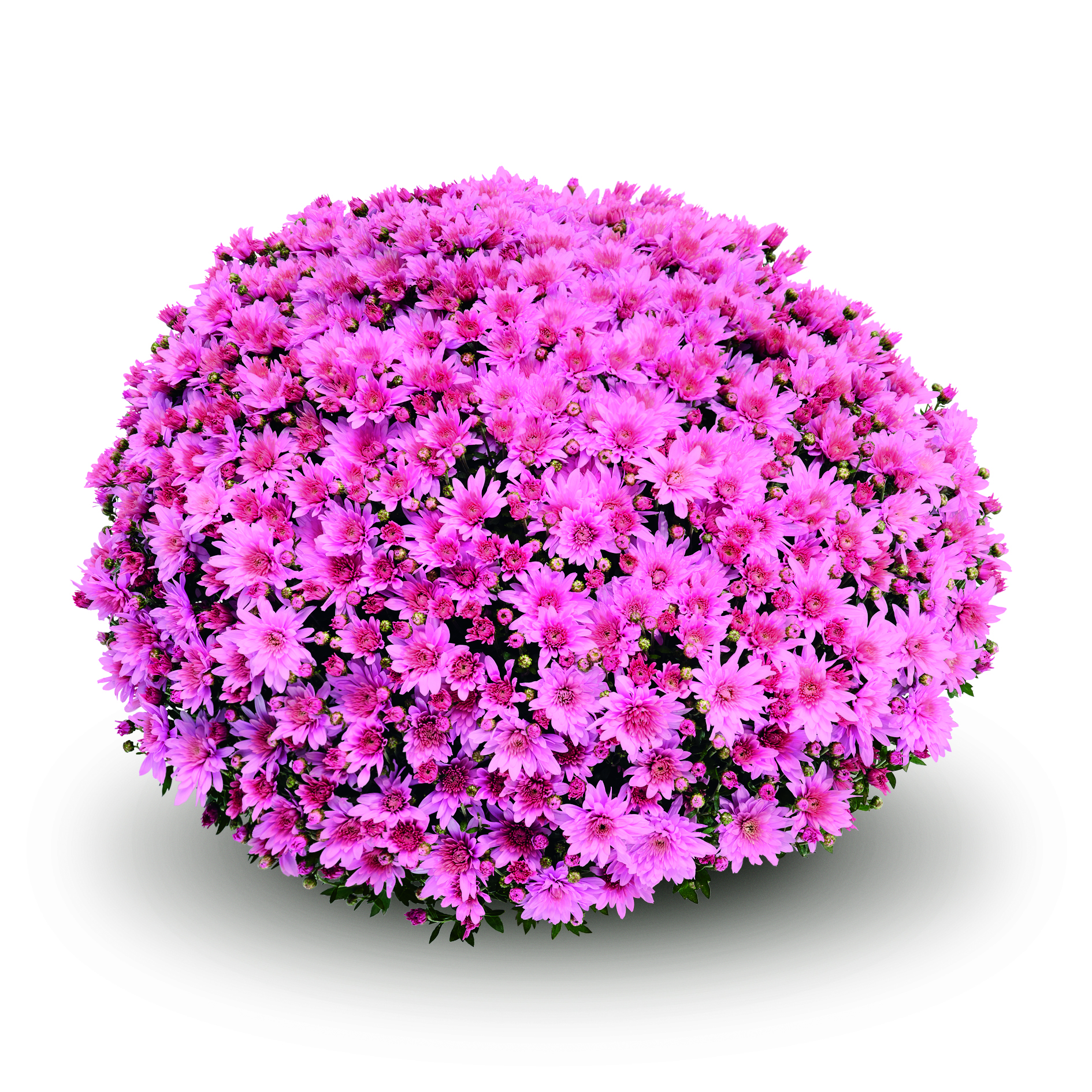Garden Mum Arluno Dark Pink