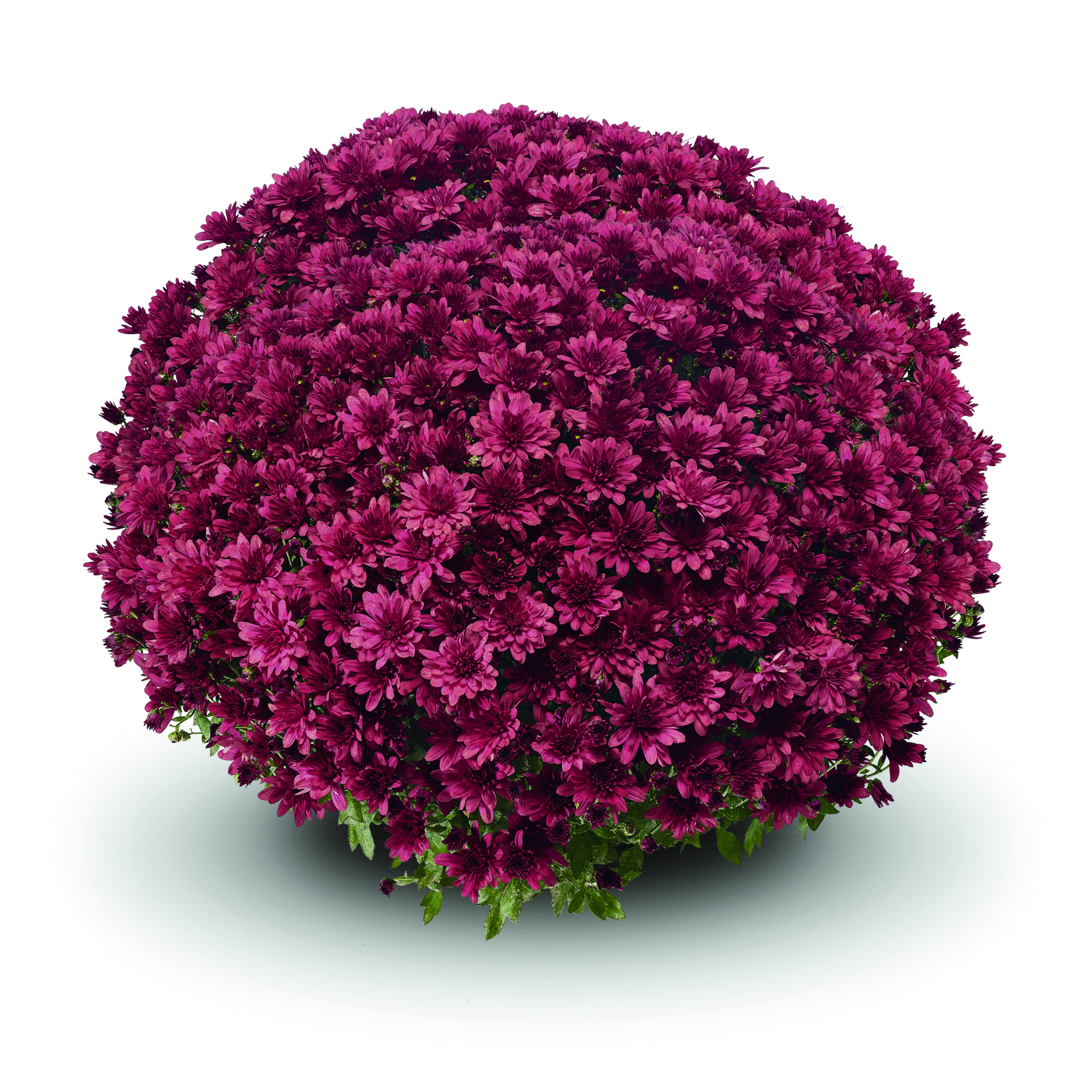 Garden Mum Arluno Red