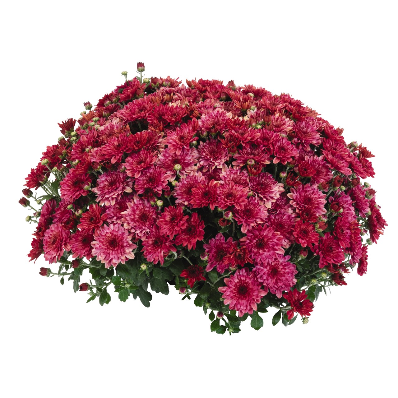 Garden Mum Strawberry Ice