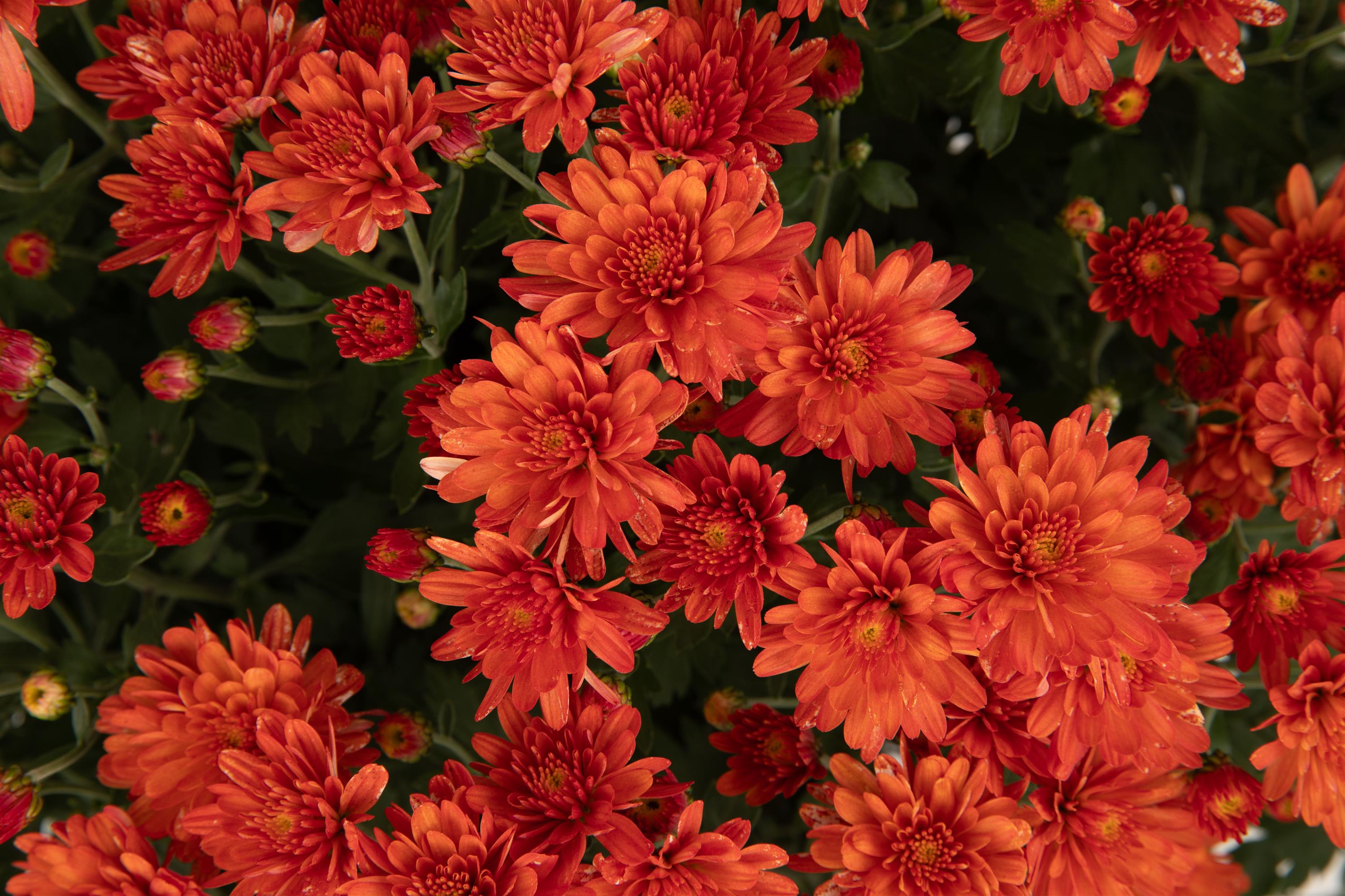 Garden Mum Pamela Orange