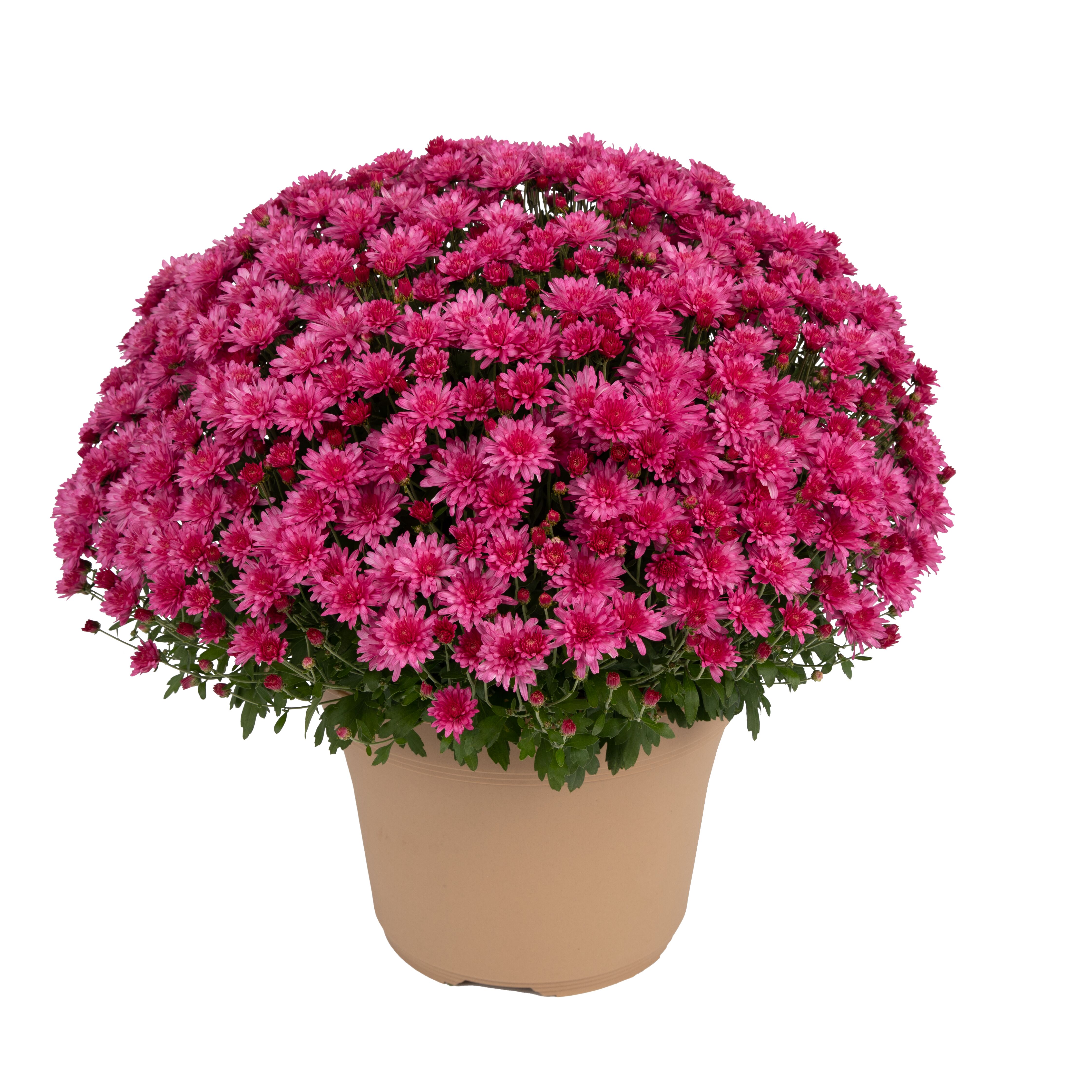 Garden Mum Pamela Pink