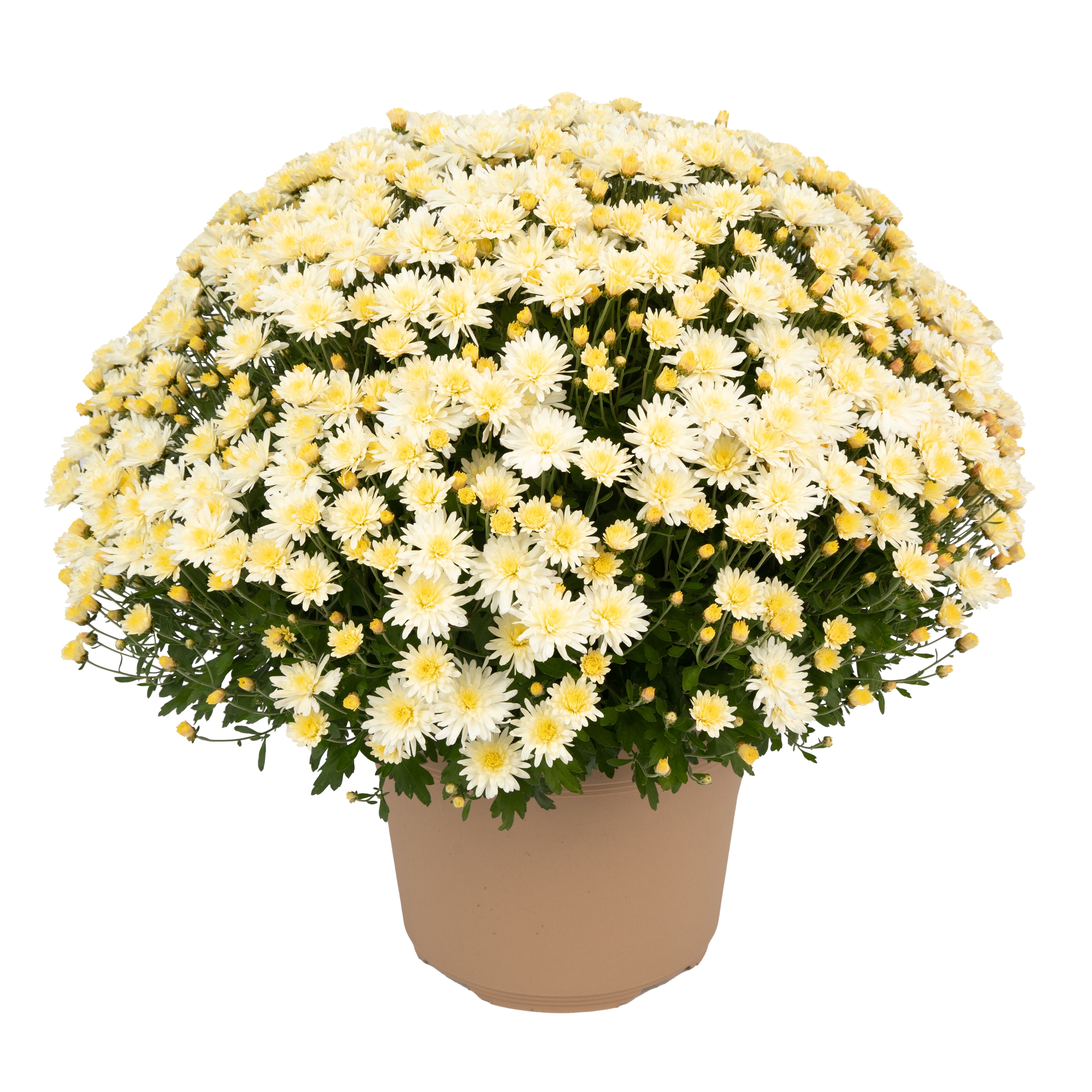 Garden Mum Pamela White