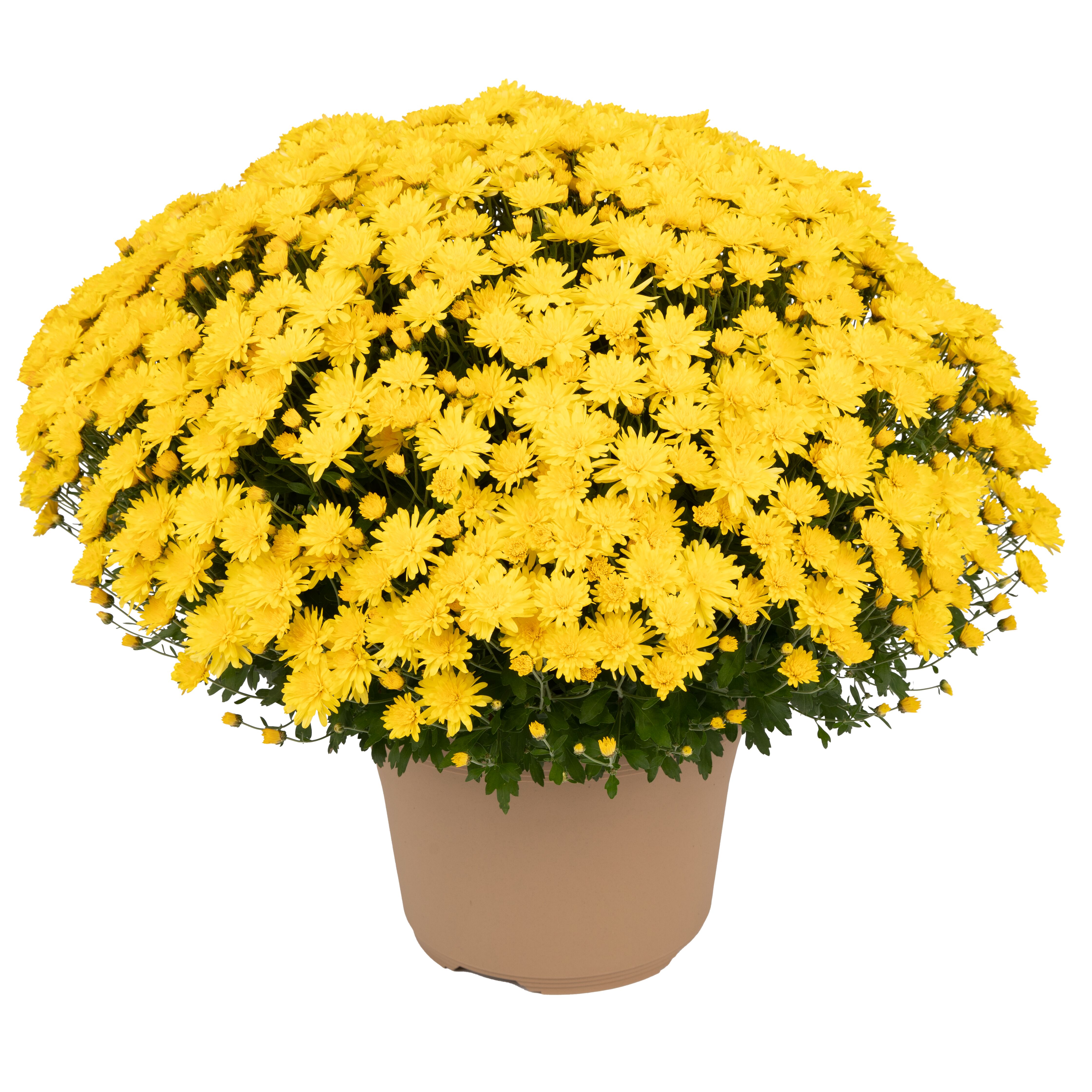 Garden Mum Pamela Yellow