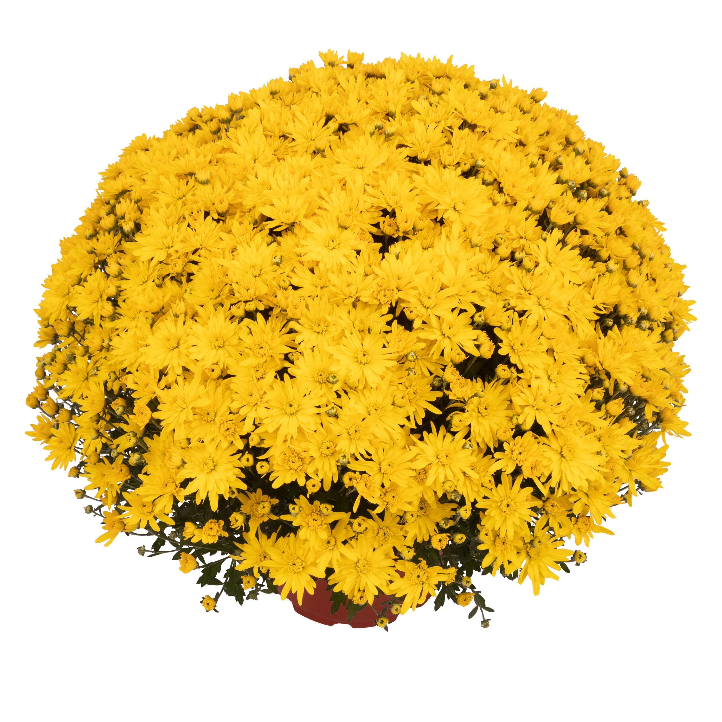 Garden Mum Maria Yellow