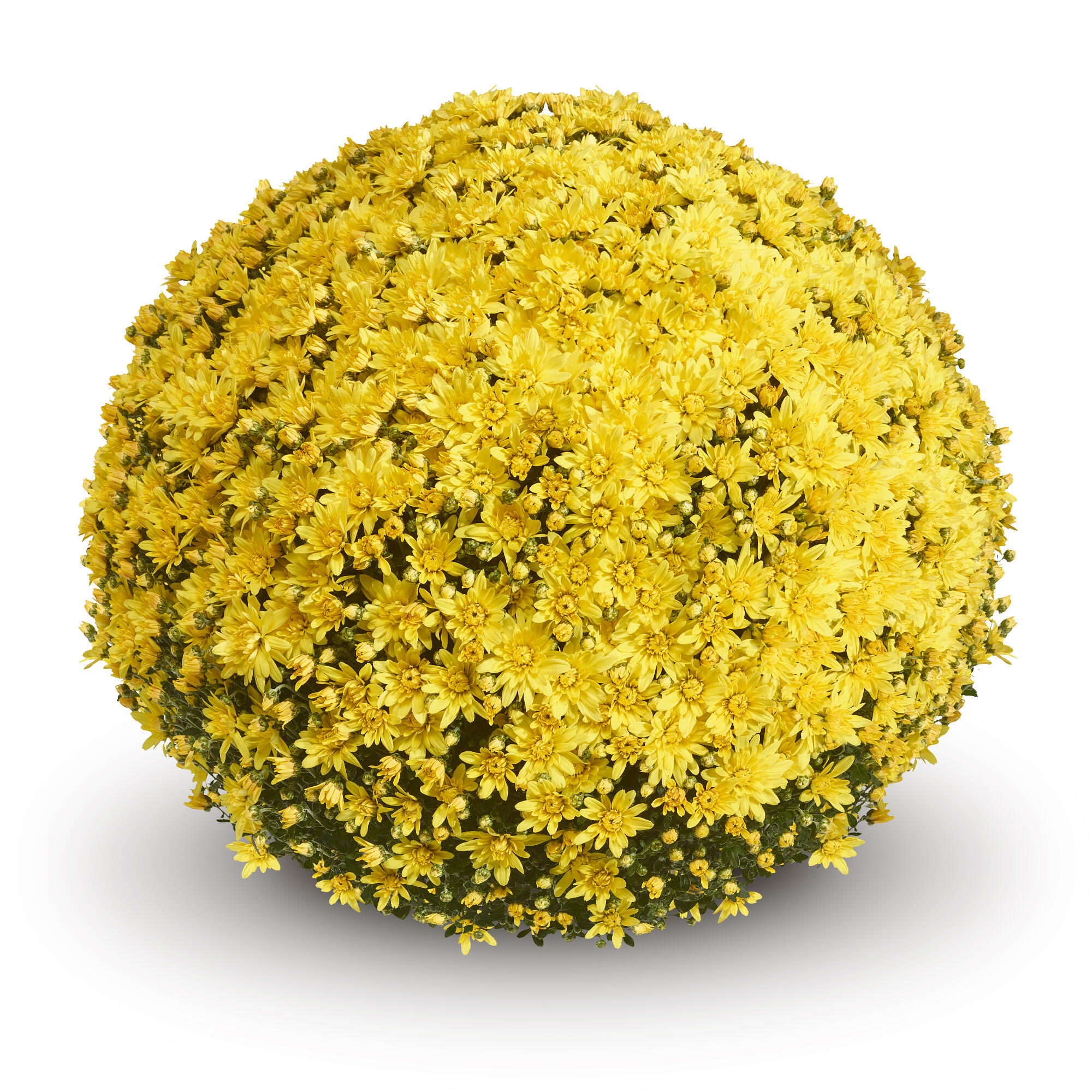 Garden Mum Magnus Yellow