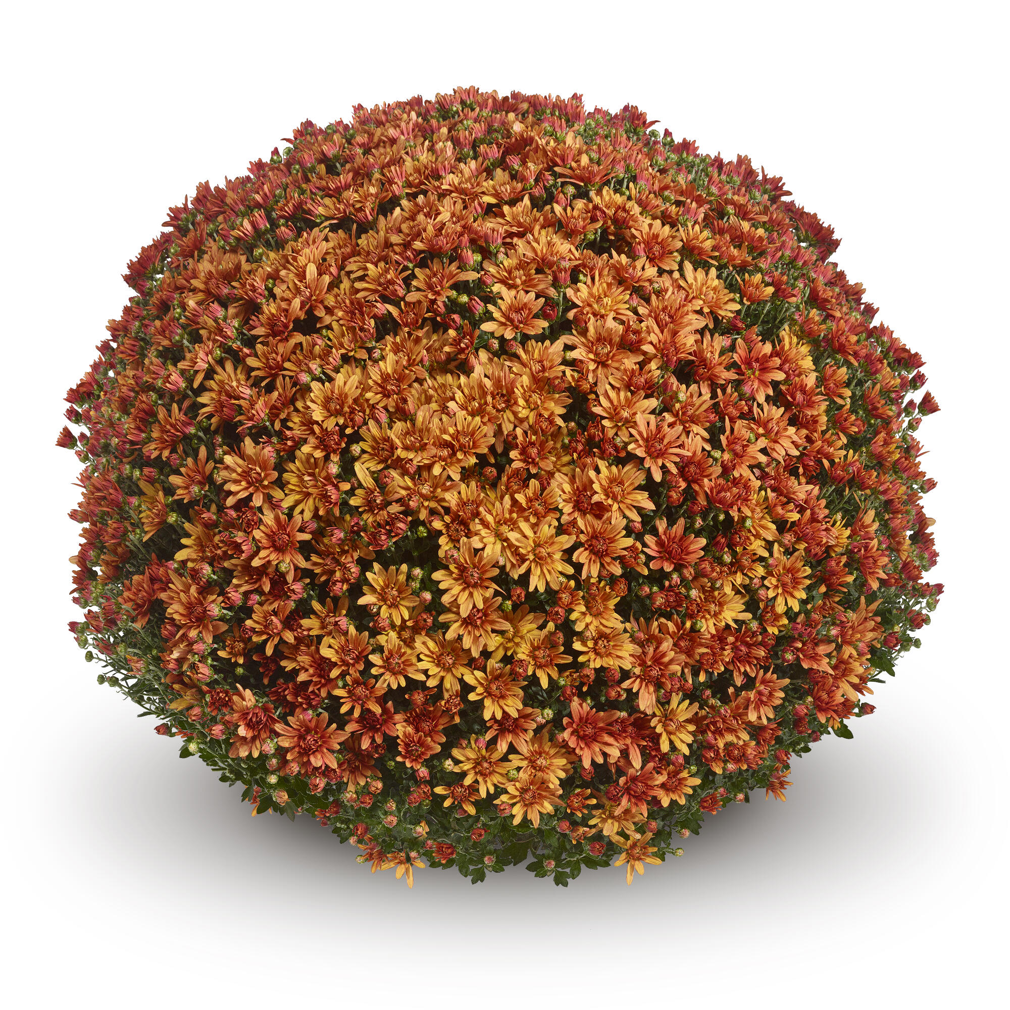 Garden Mum Magnus Orange