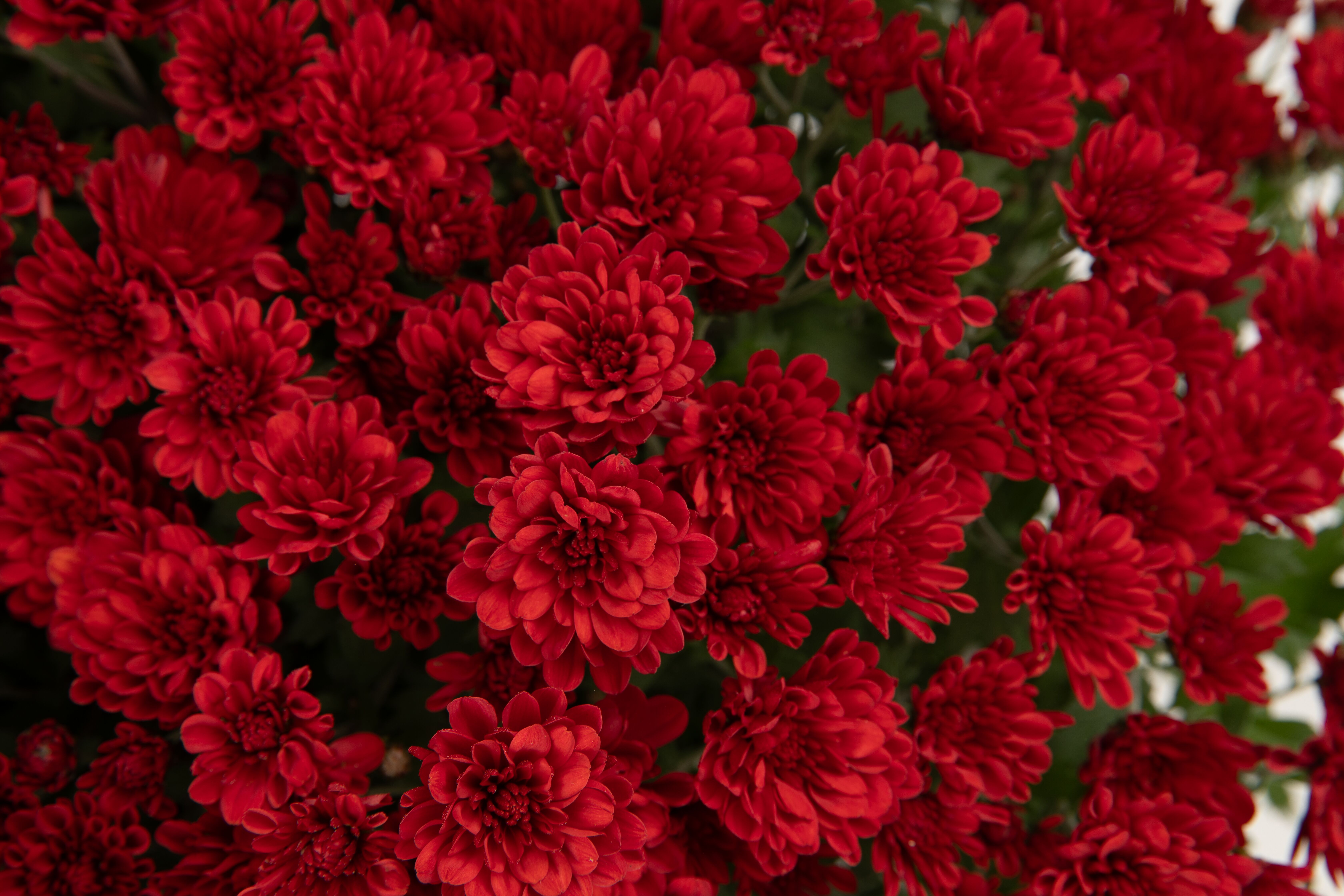 Garden Mum Rebecca Red