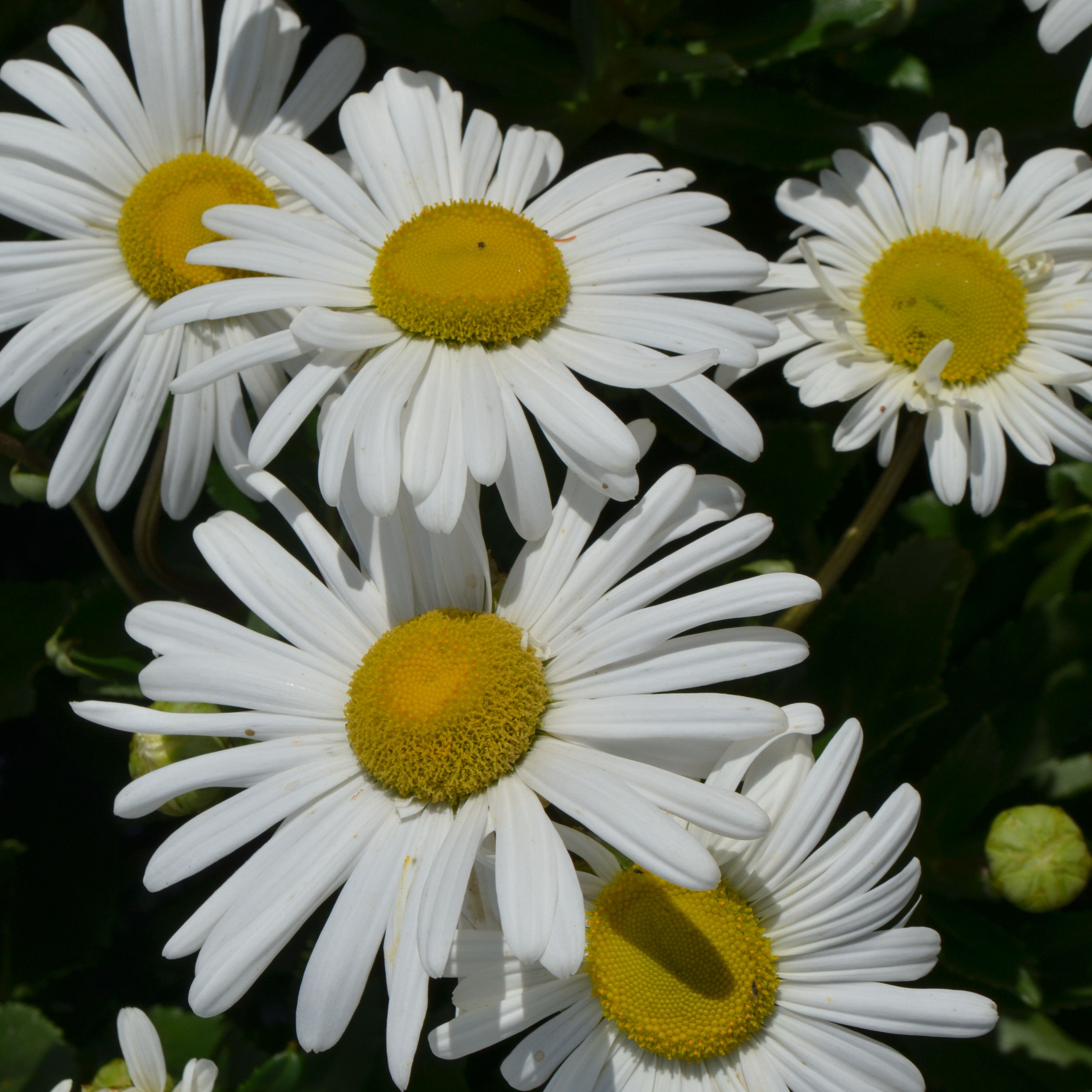 Montauk Daisy