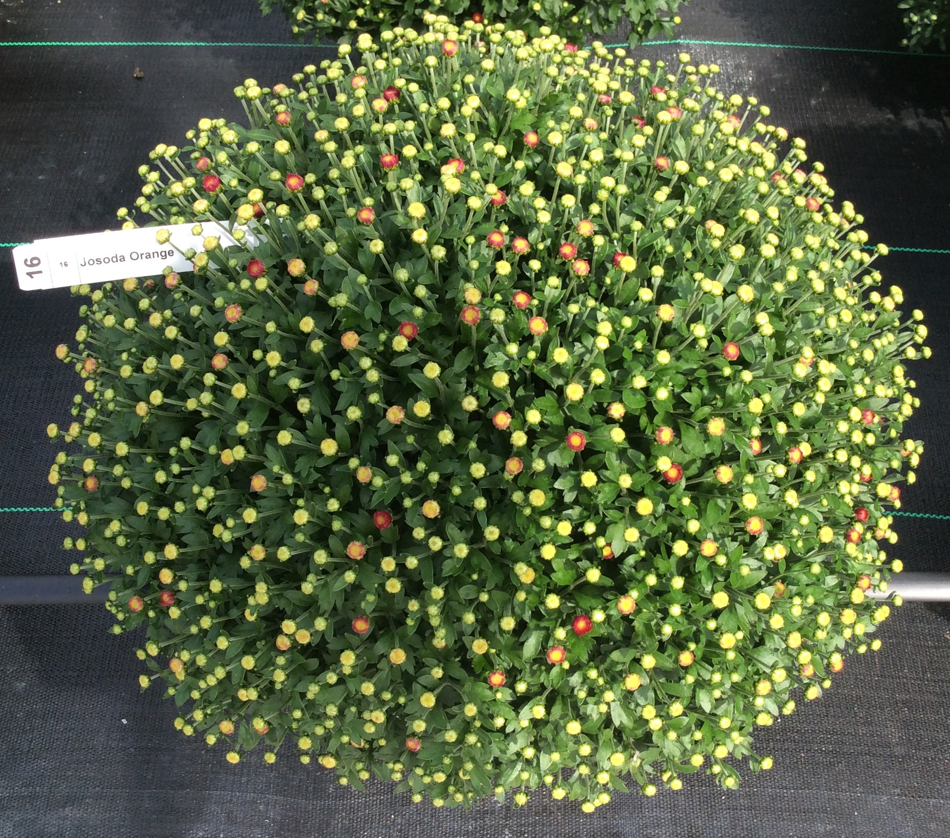 Garden Mum Jasoda Orange