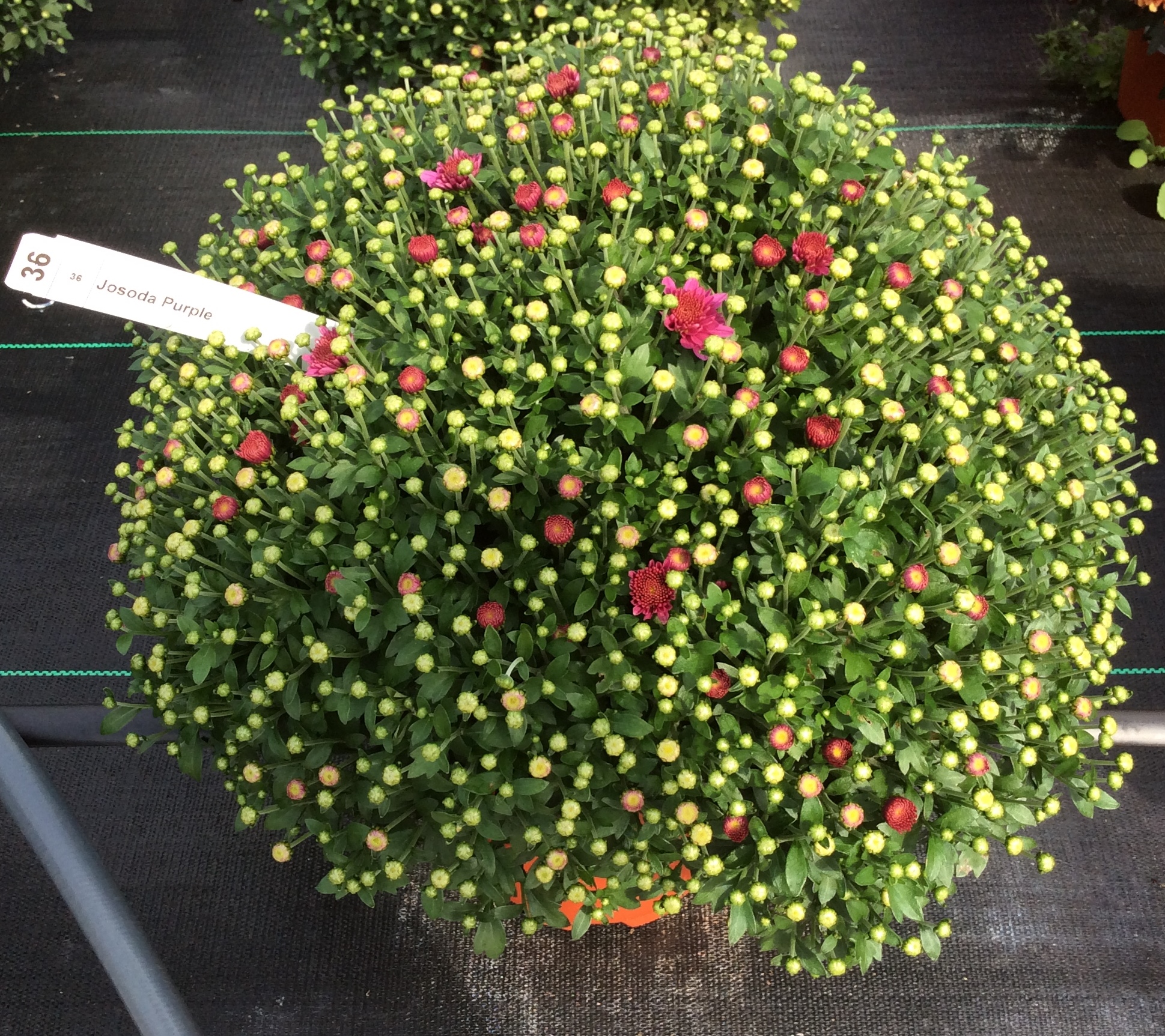 Garden Mum Jasoda Purple
