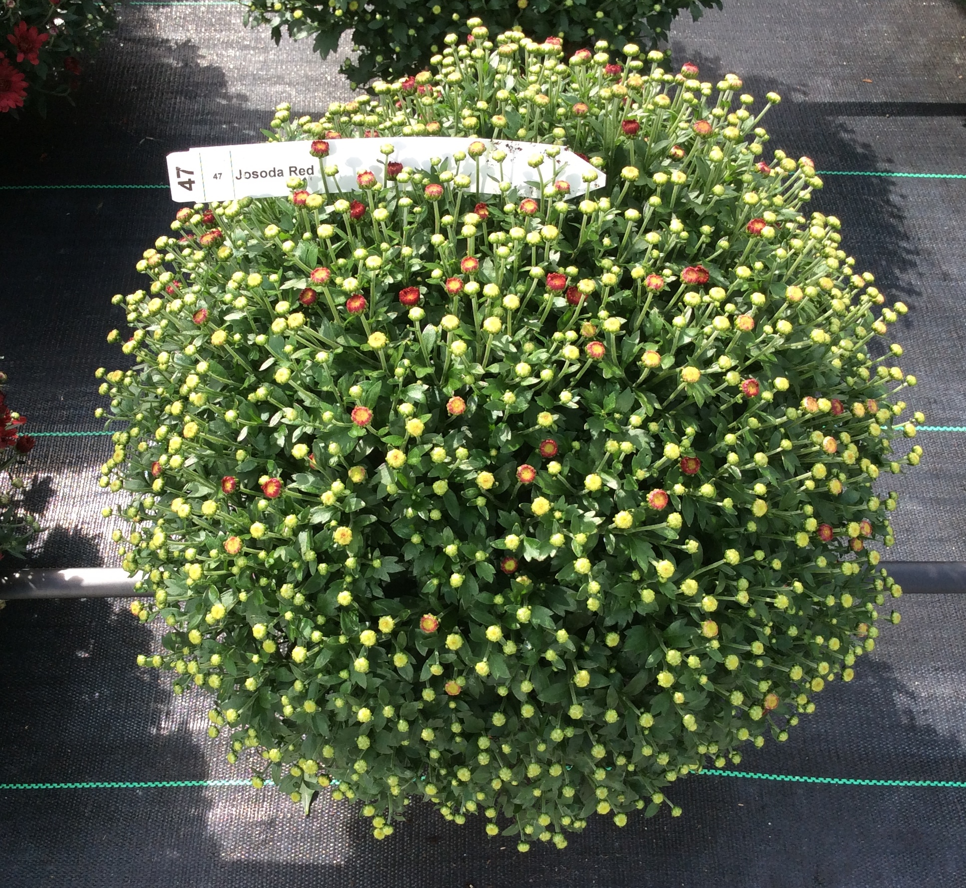 Garden Mum Jasoda Red