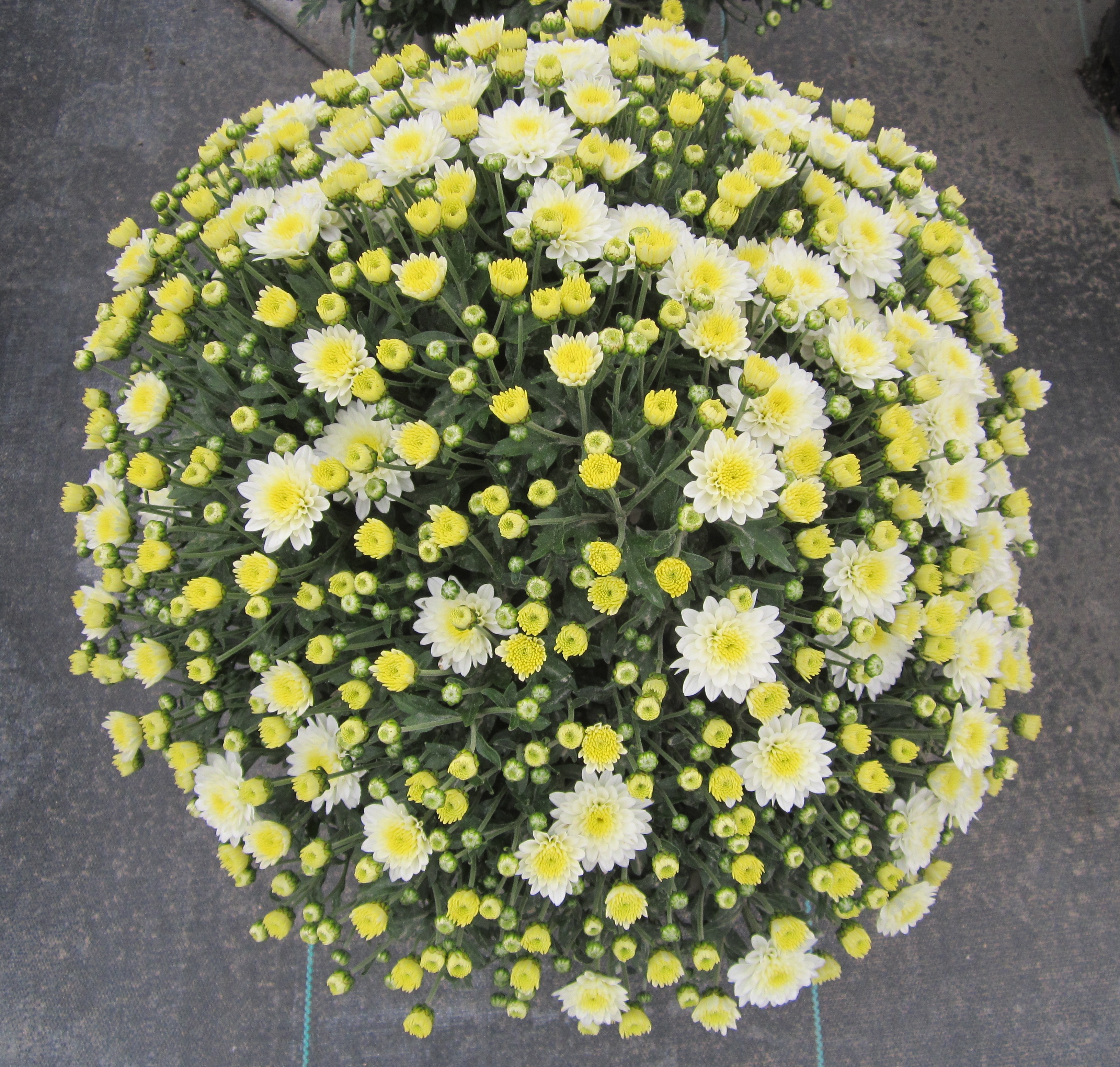 Garden Mum Jasoda White