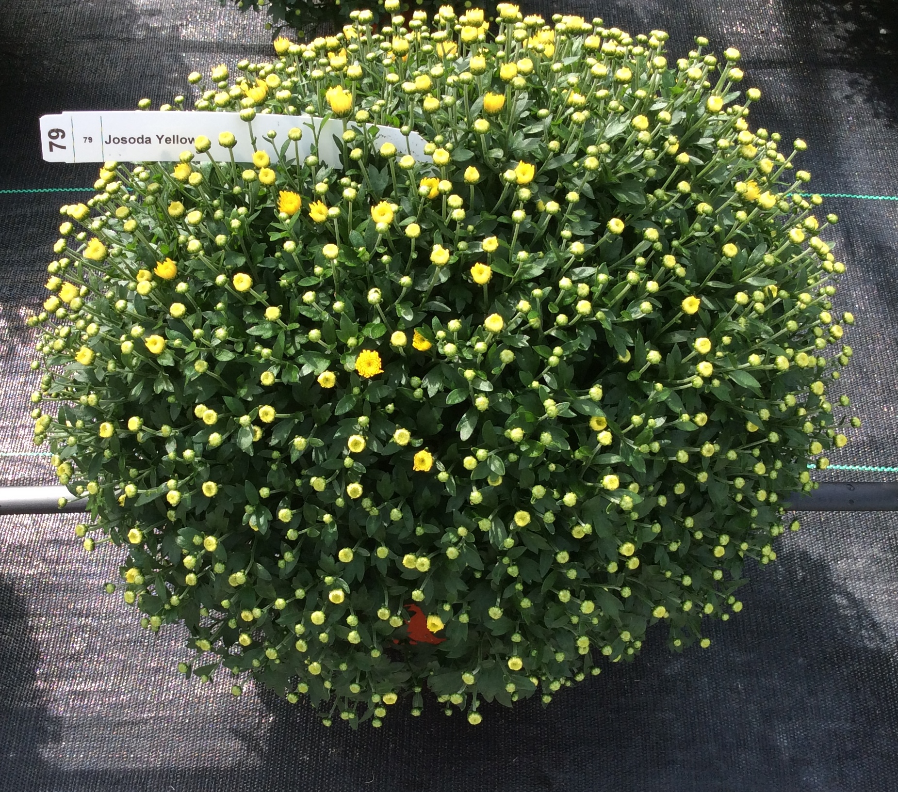Garden Mum Jasoda Yellow