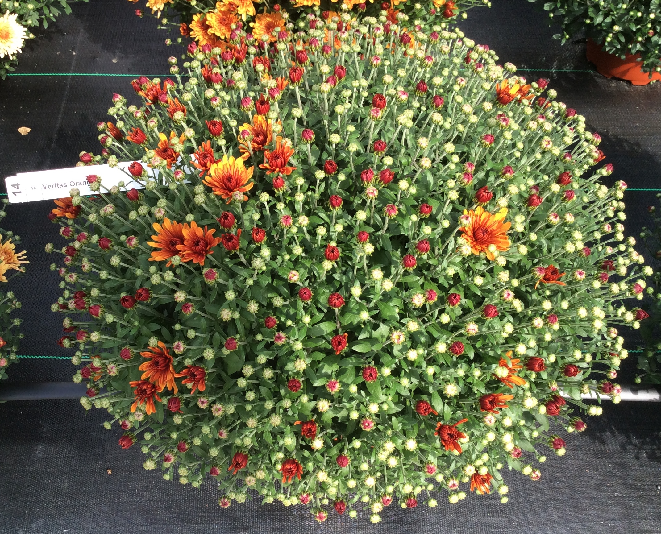 Garden Mum Veritas Orange