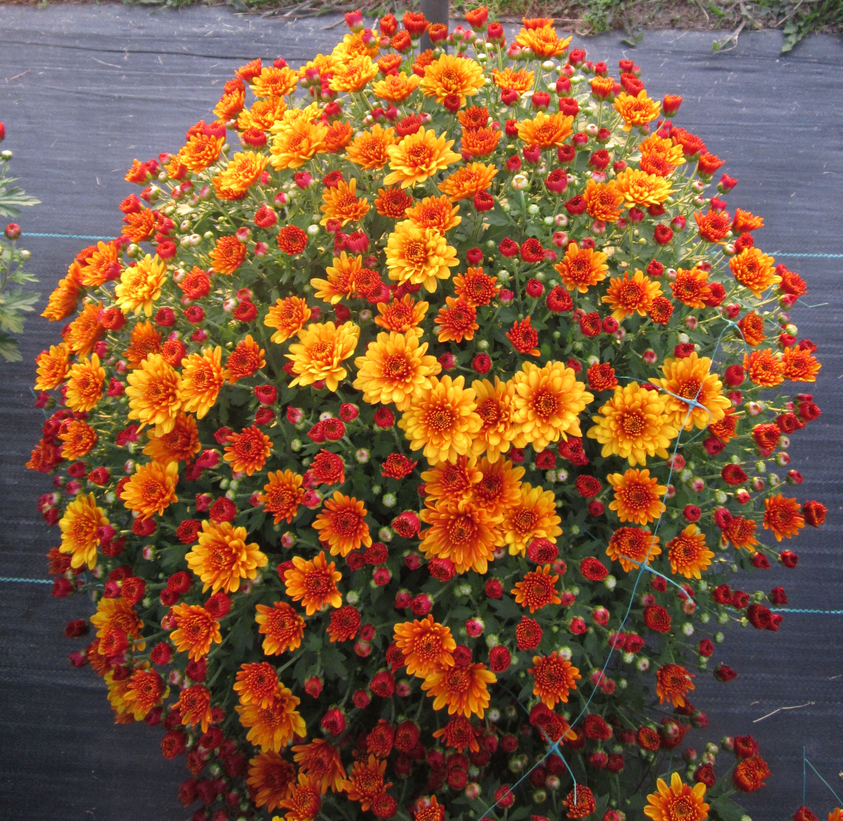 Garden Mum Conella Orange