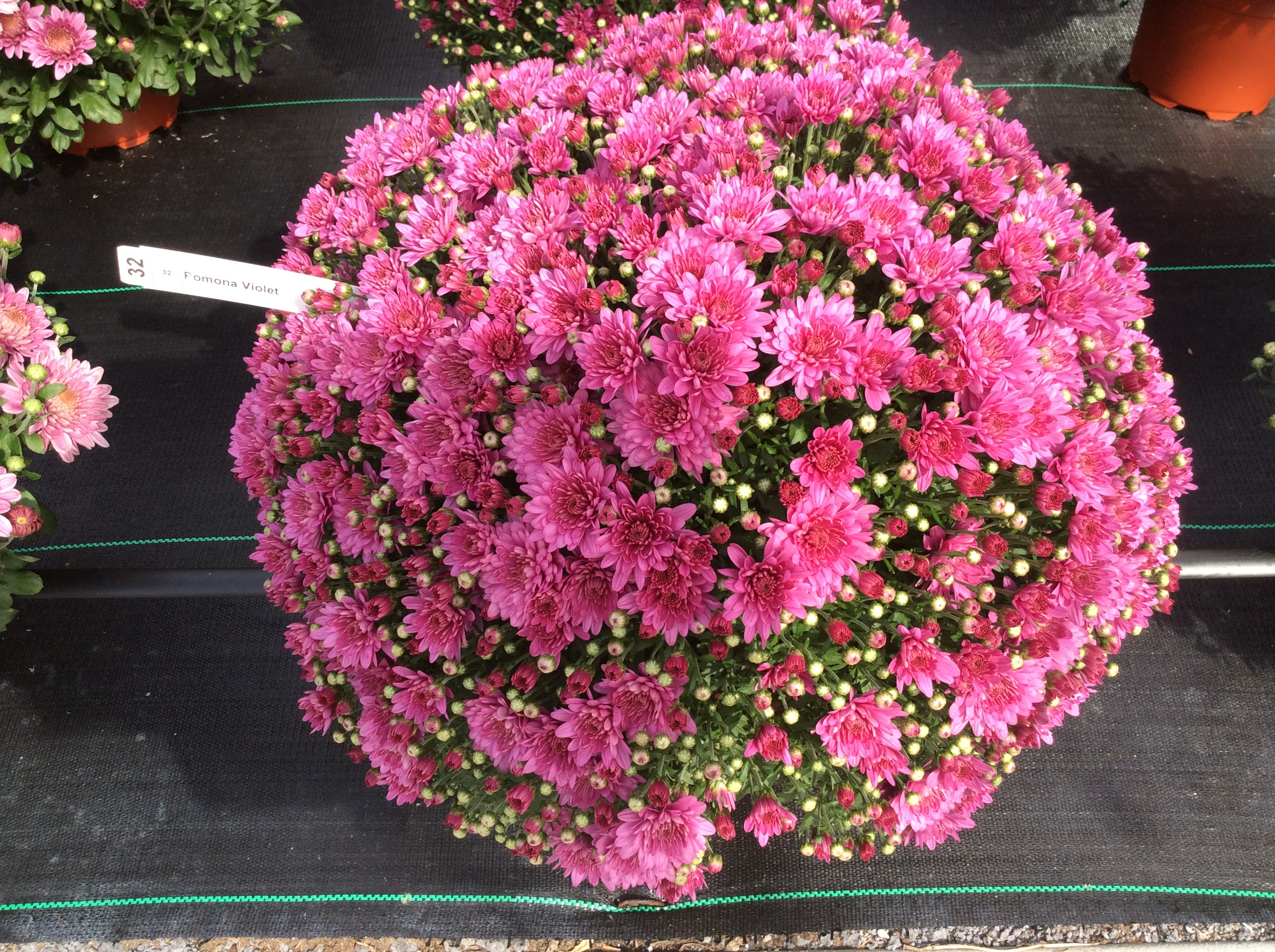 Garden Mum Pomona Violet