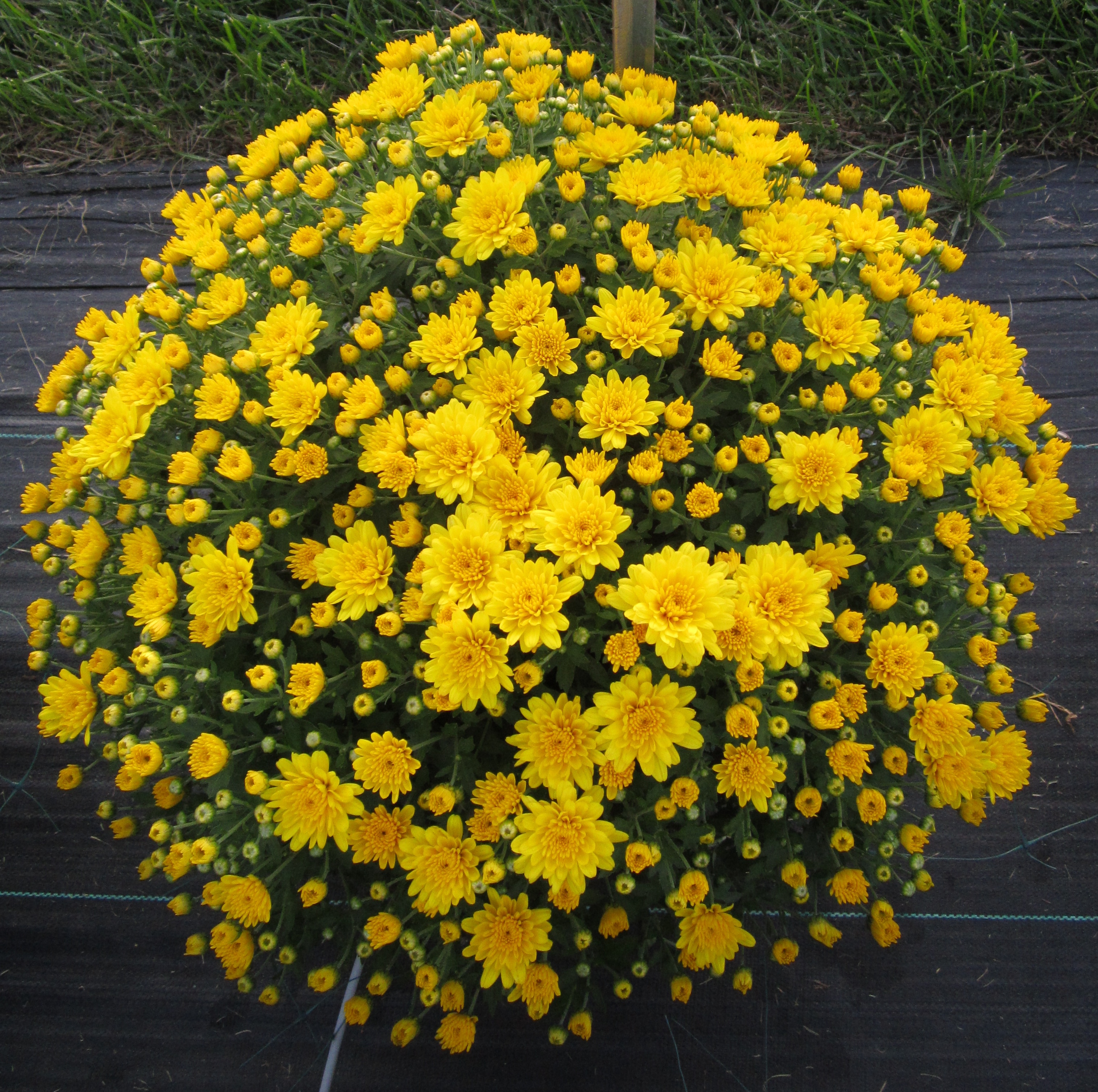 Garden Mum Conella Yellow