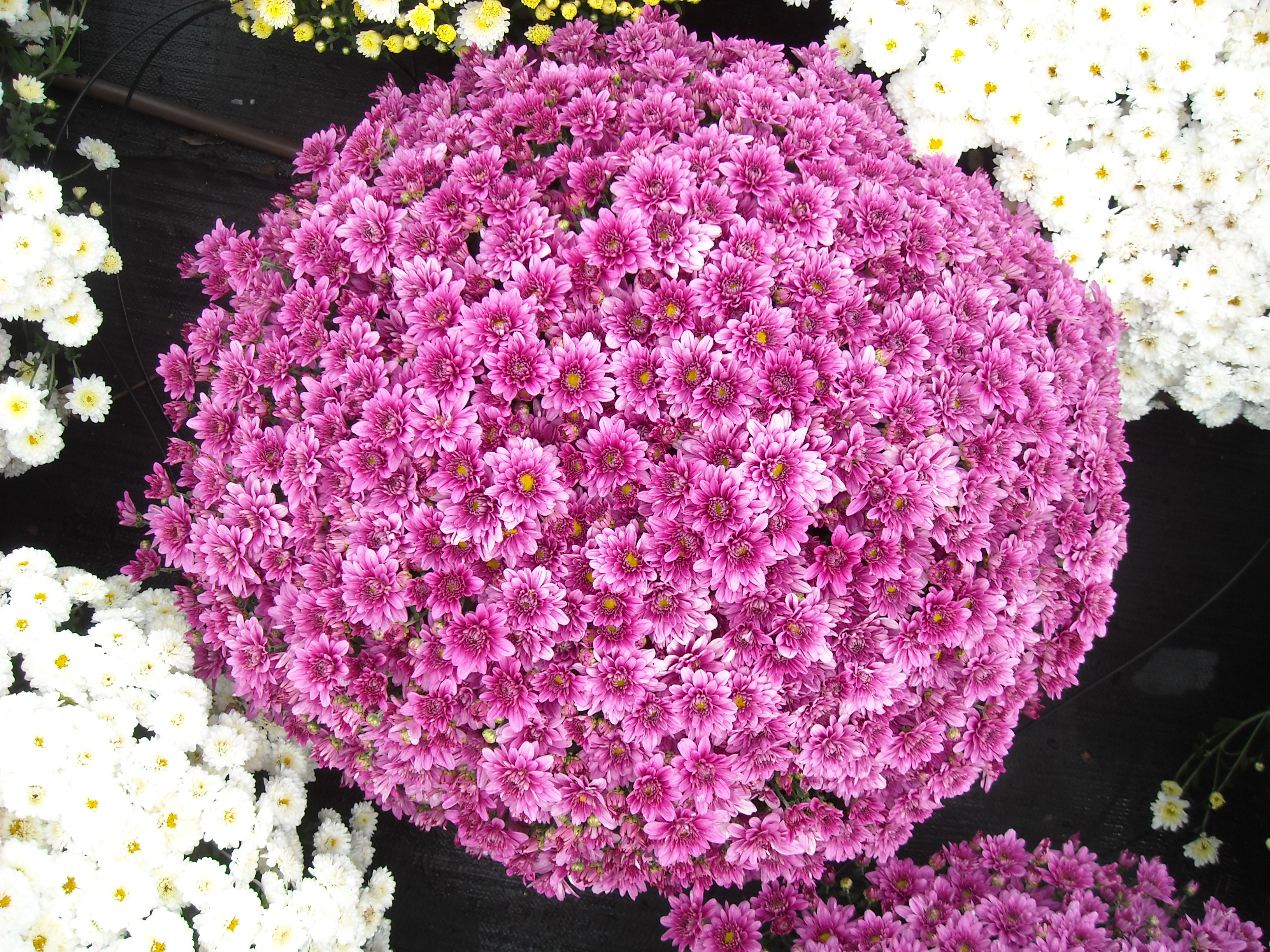 Garden Mum Magnus Violet