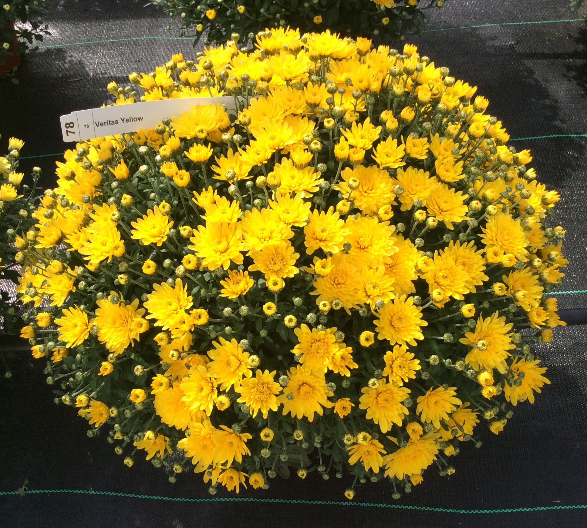 Garden Mum Veritas Yellow