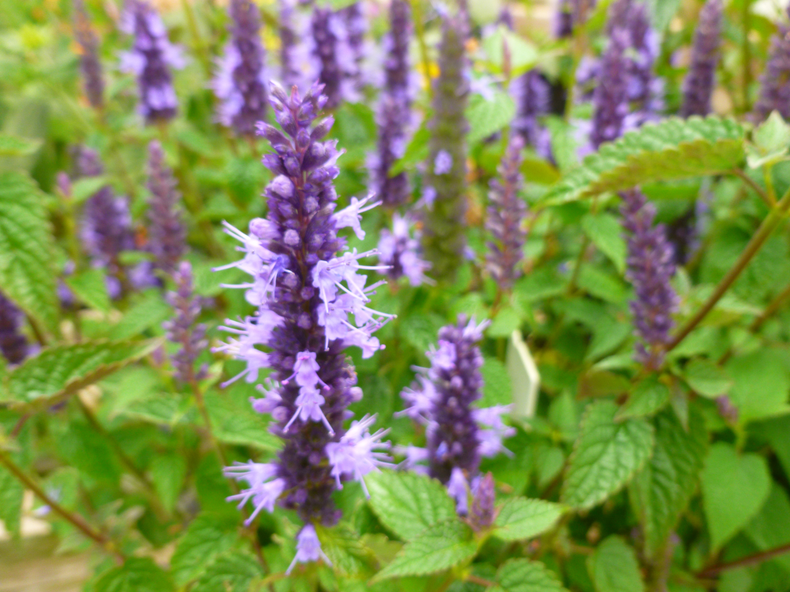 Agastache Little Adder
