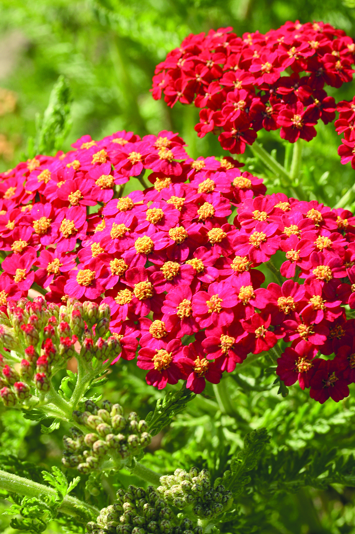 Achillea Paprika